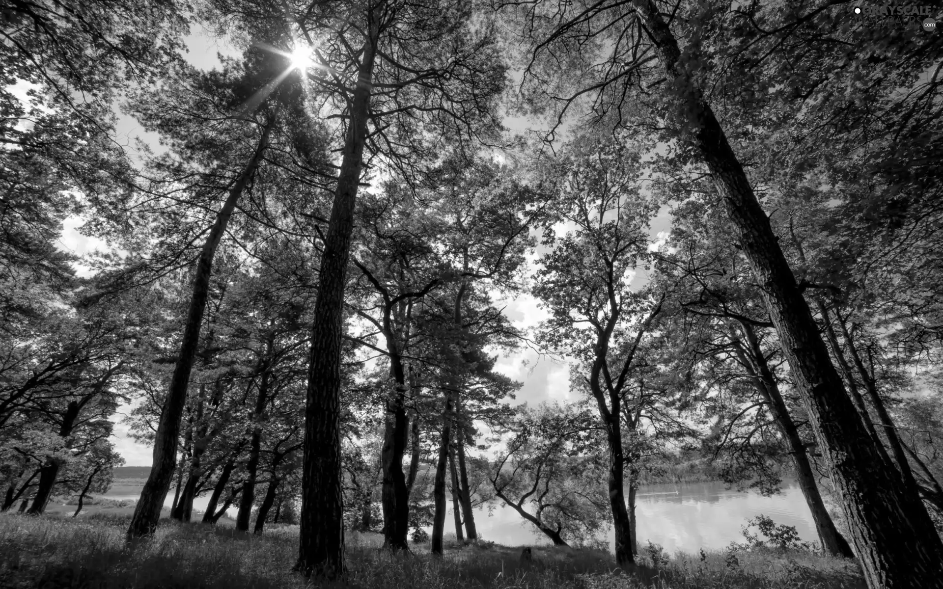 River, rays, sun, forest