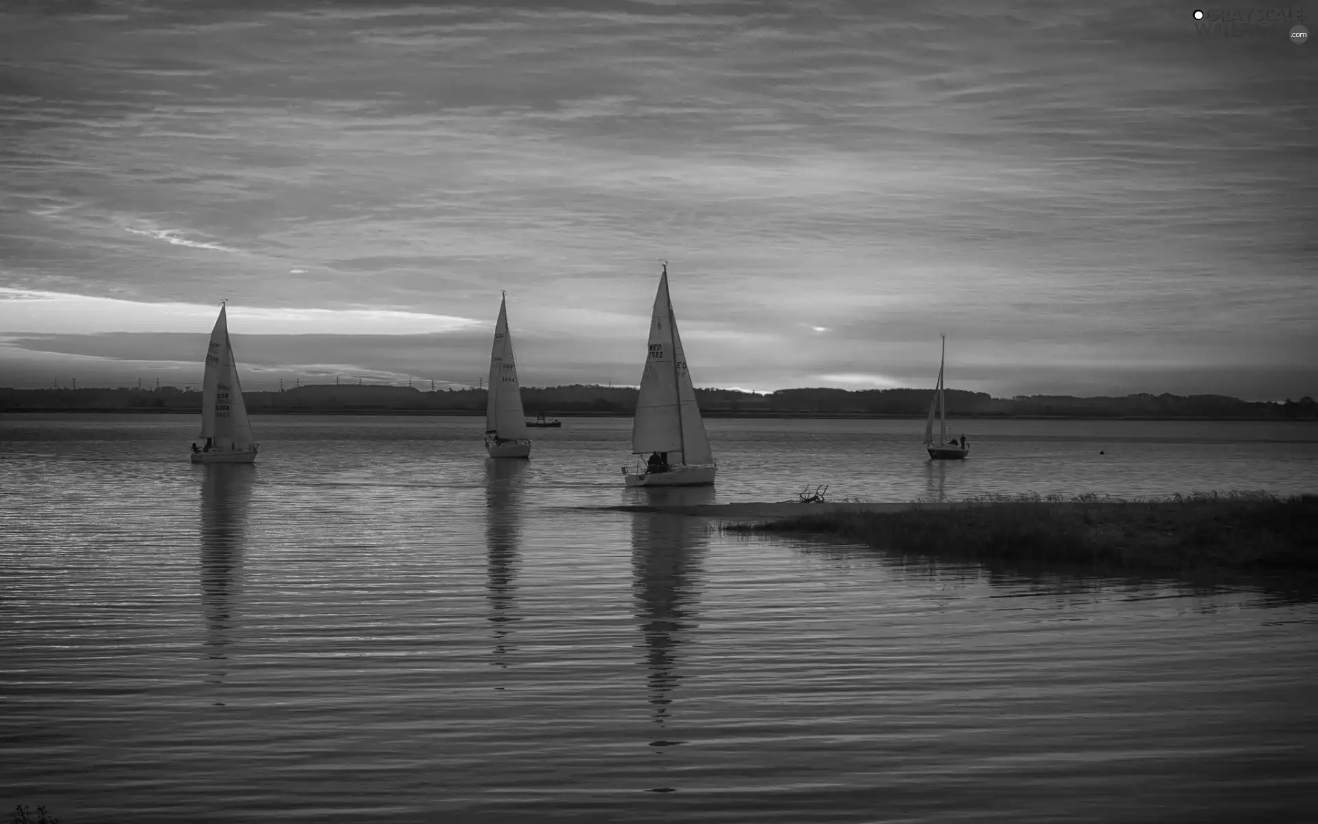 Sailboats, west, sun, lake