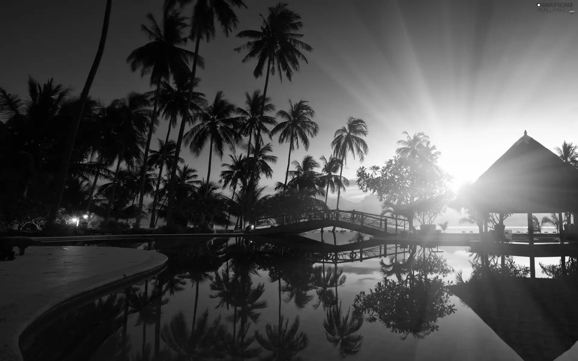 sea, rays, sun, Palms