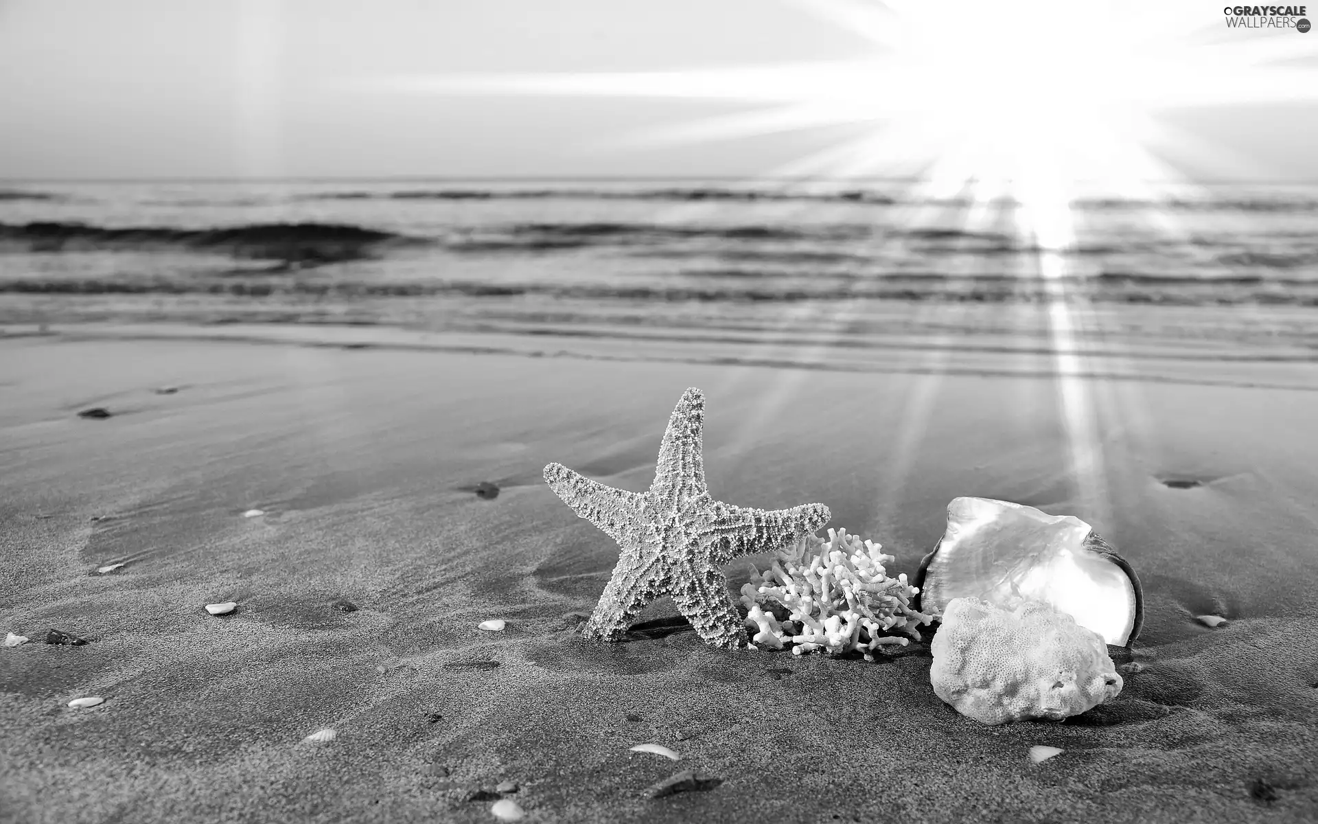 sea, rays, sun, Shells