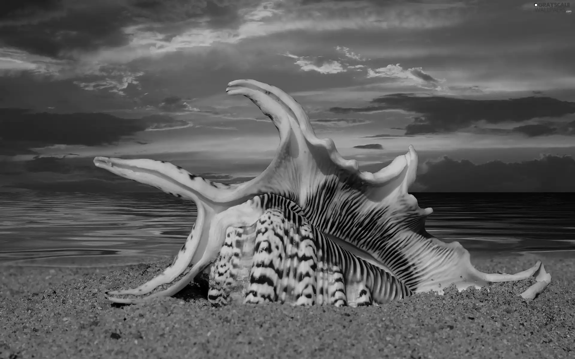 shell, west, sun, Beaches