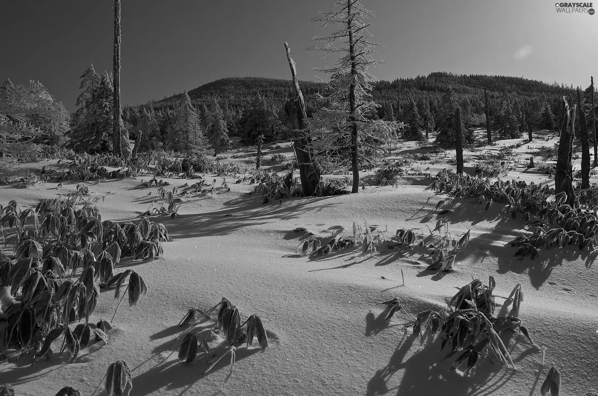 sun, snow, woods, east, Mountains
