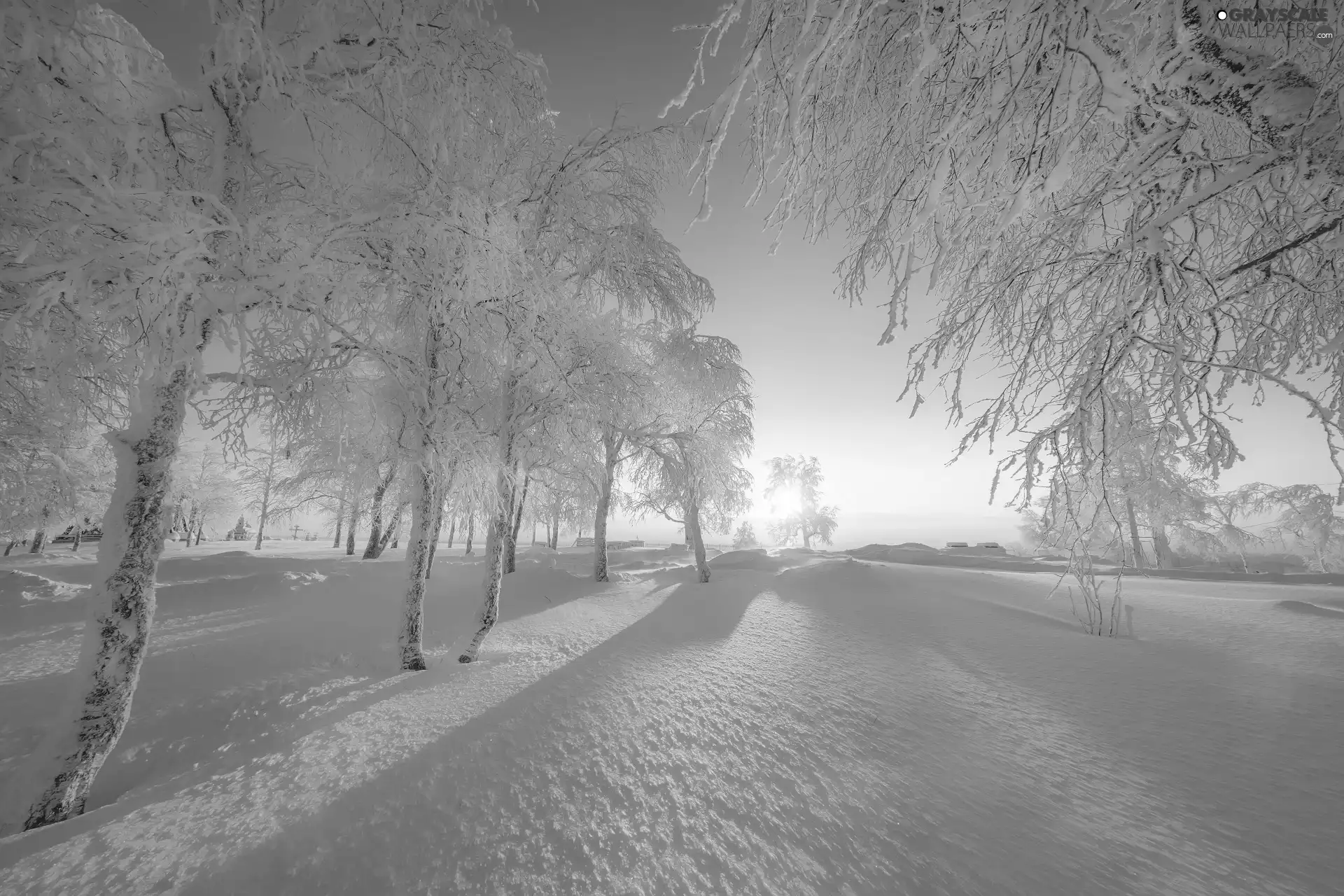 Snowy, winter, viewes, sun, trees, snow
