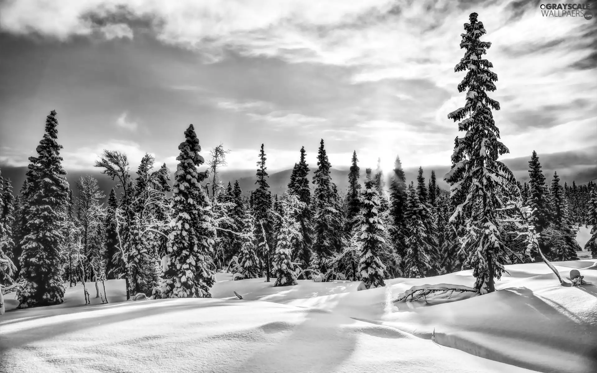 sun, Spruces, snow, forest, winter