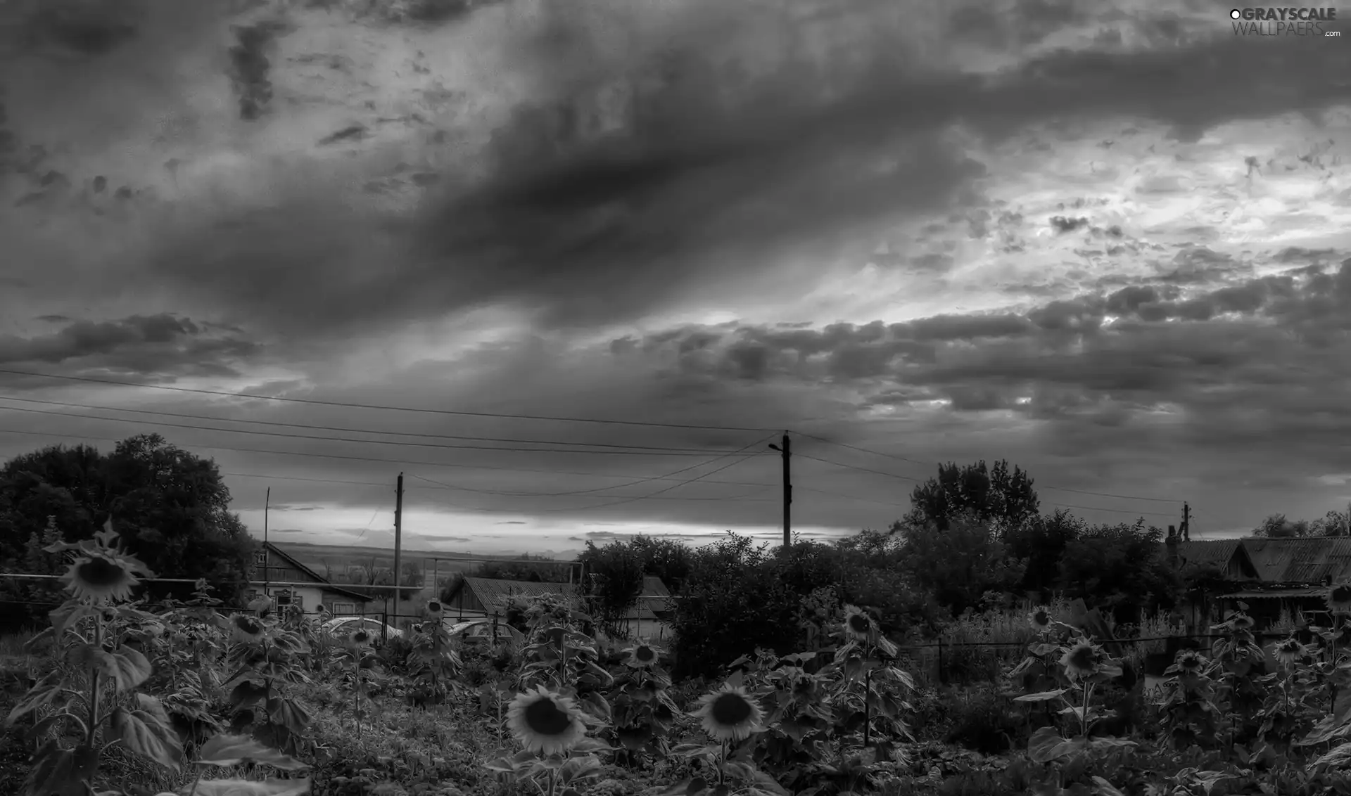 sun, Nice sunflowers, Houses, west, clouds