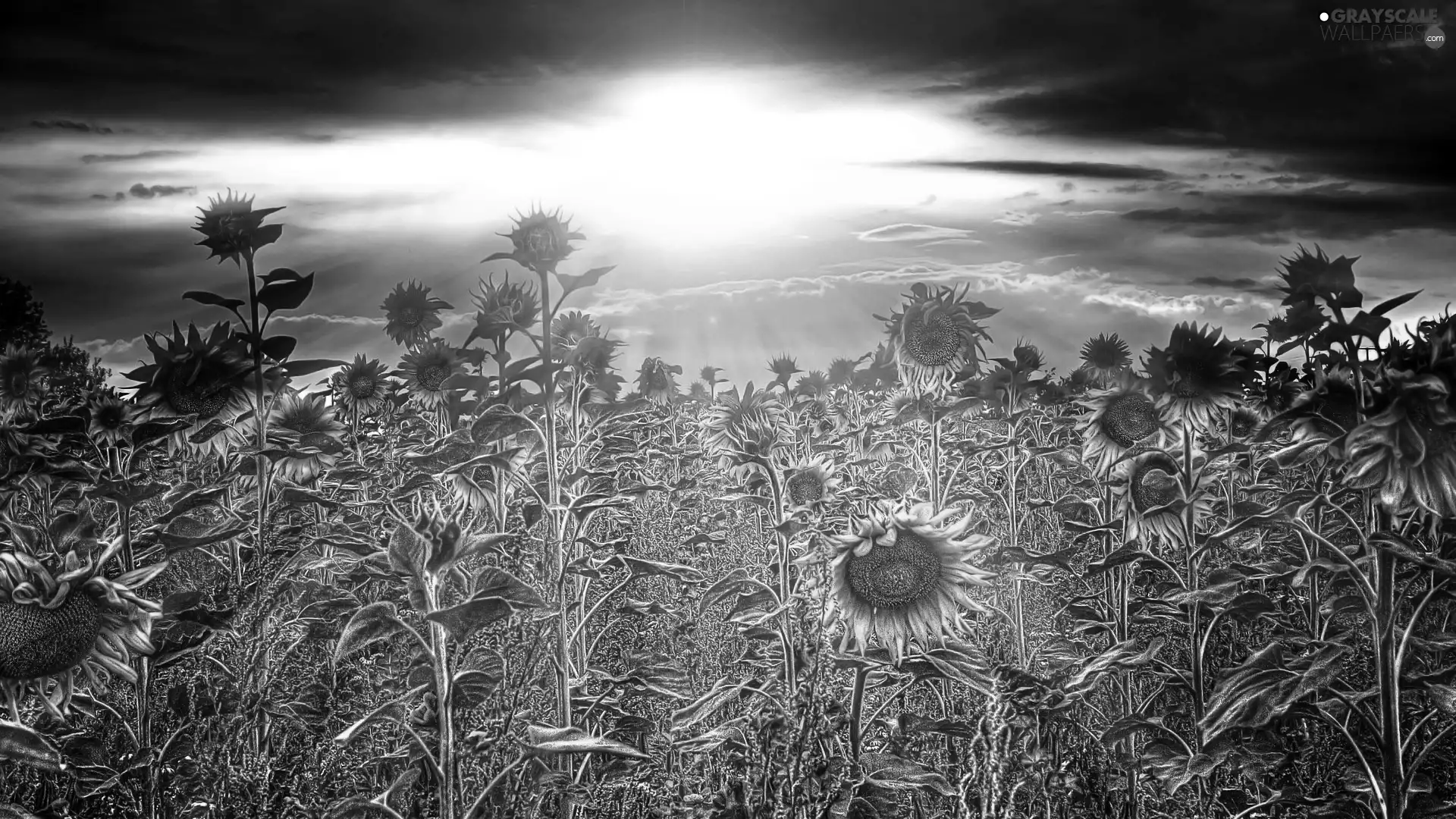 Nice sunflowers, west, sun