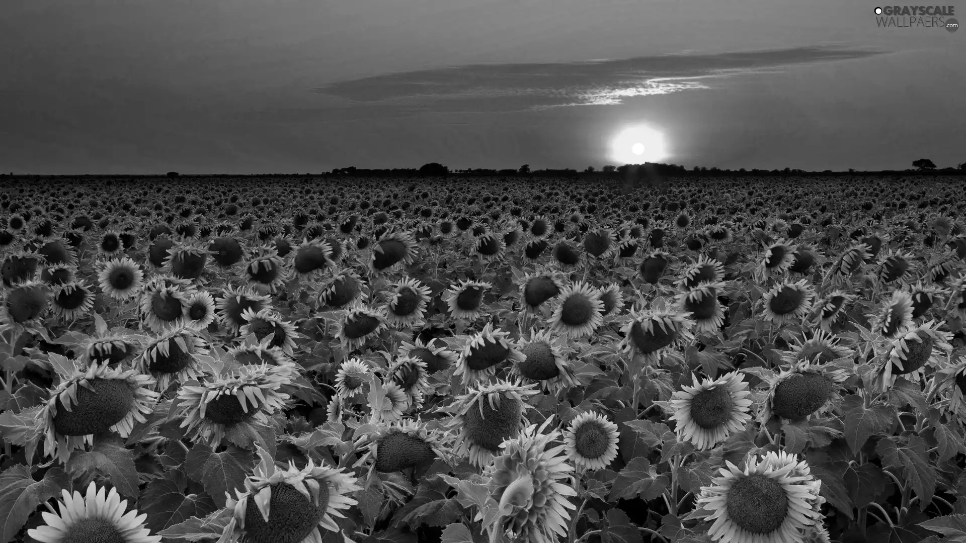 Nice sunflowers, west, sun