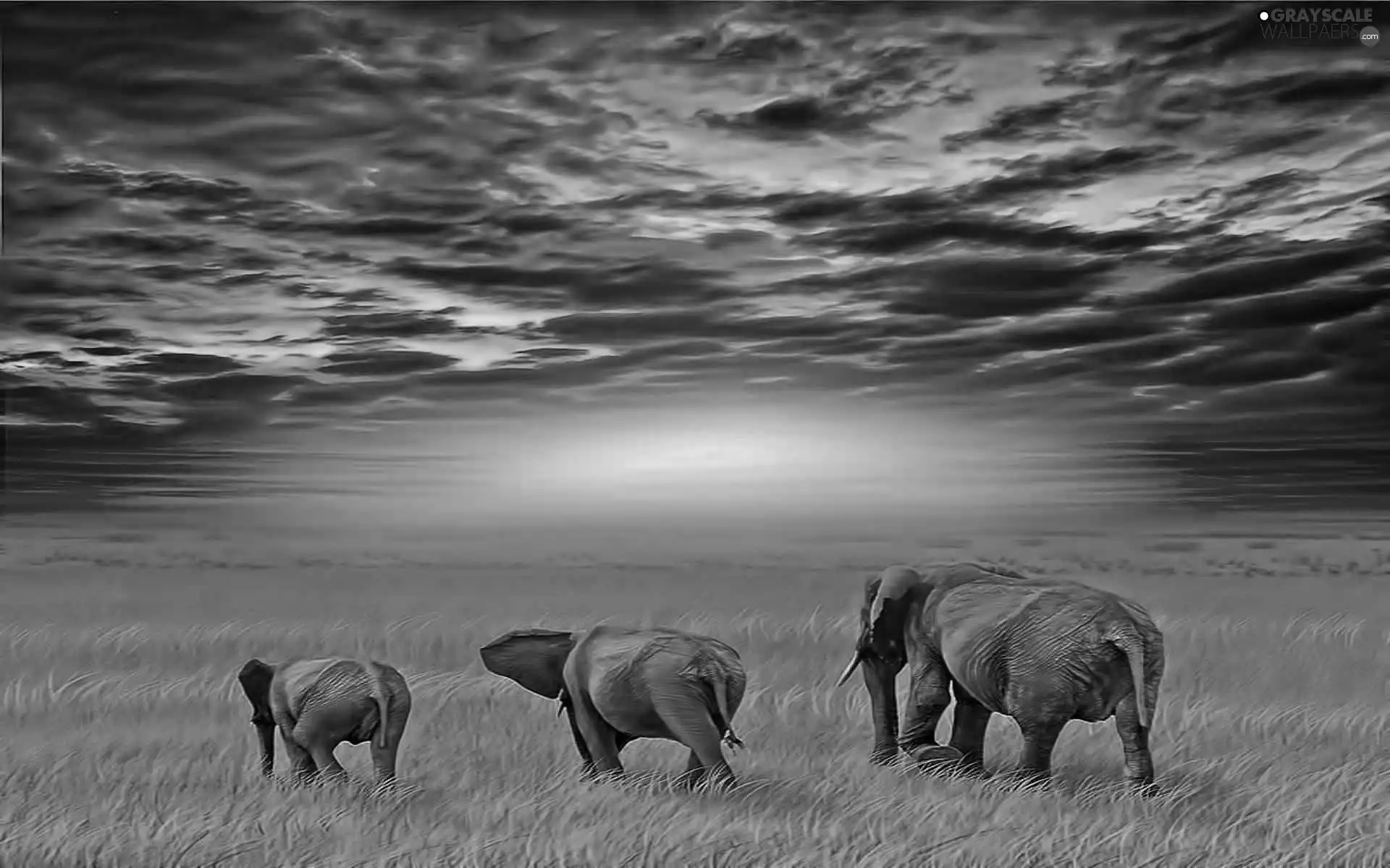 Three, west, sun, Elephants
