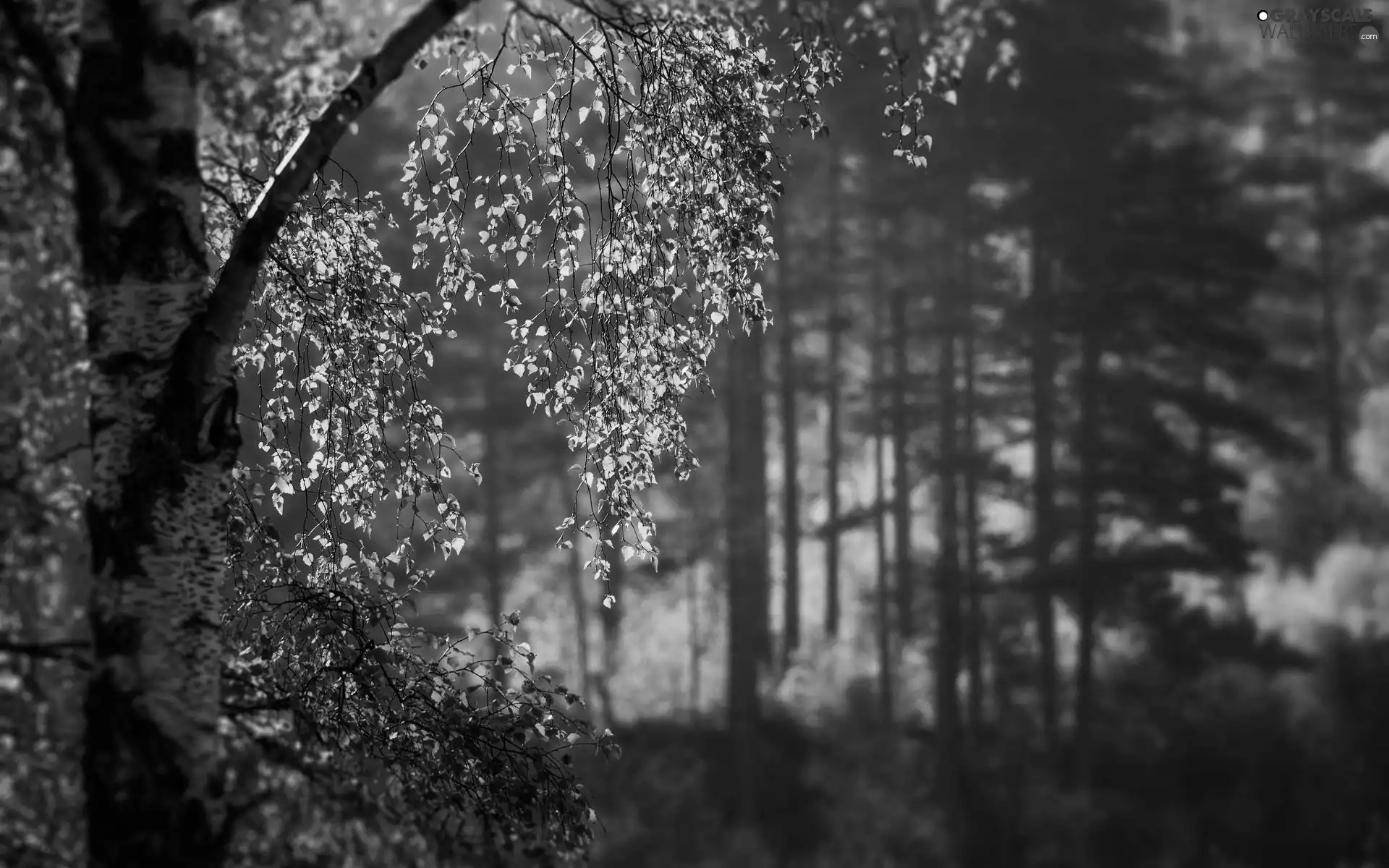 ligh, trees, flash, birch-tree, forest, sun, luminosity