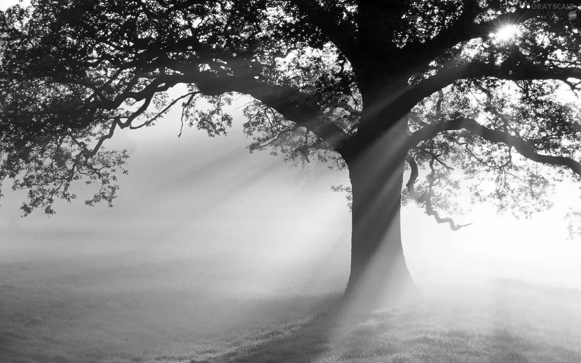 trees, rays, sun, Meadow