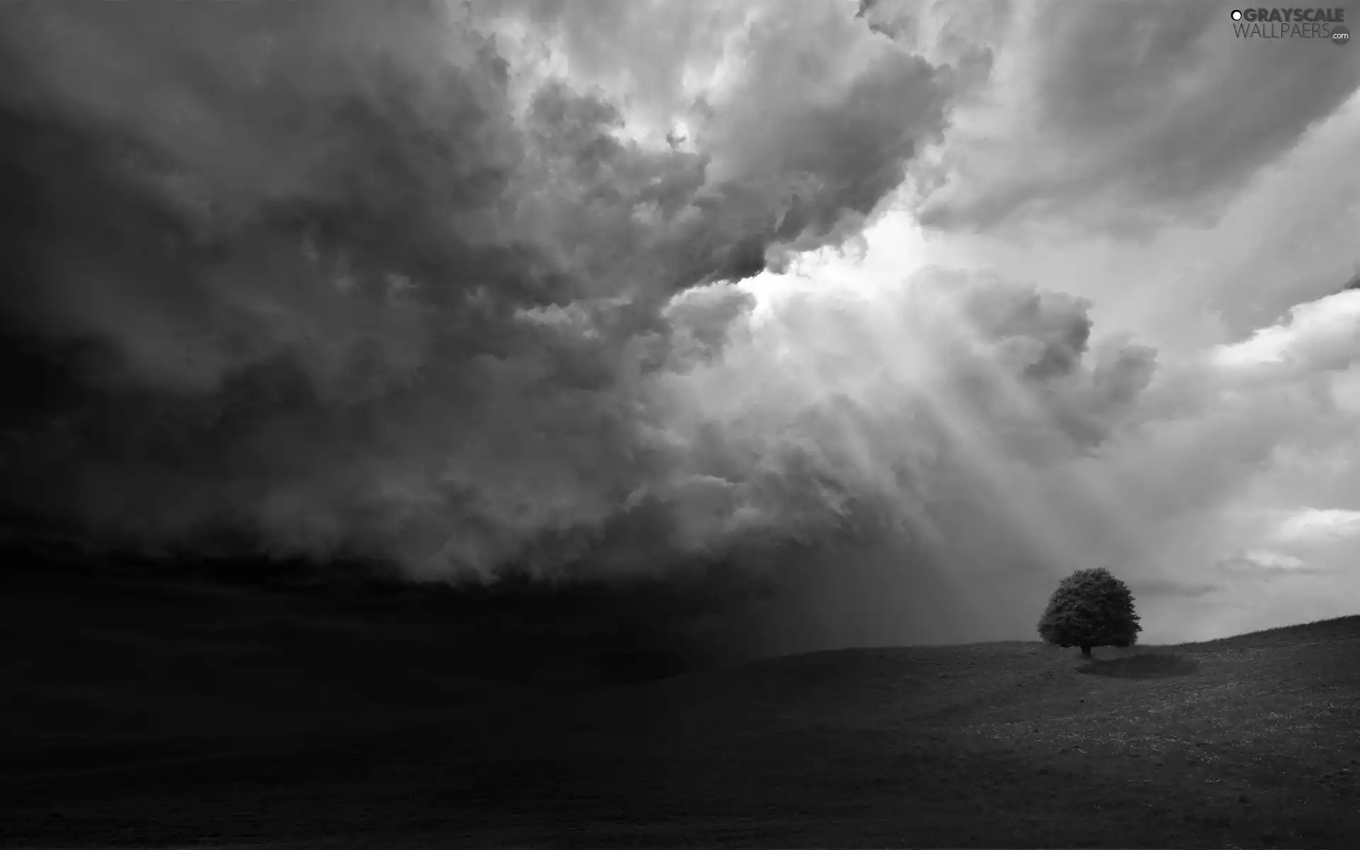 trees, rays, sun, Meadow