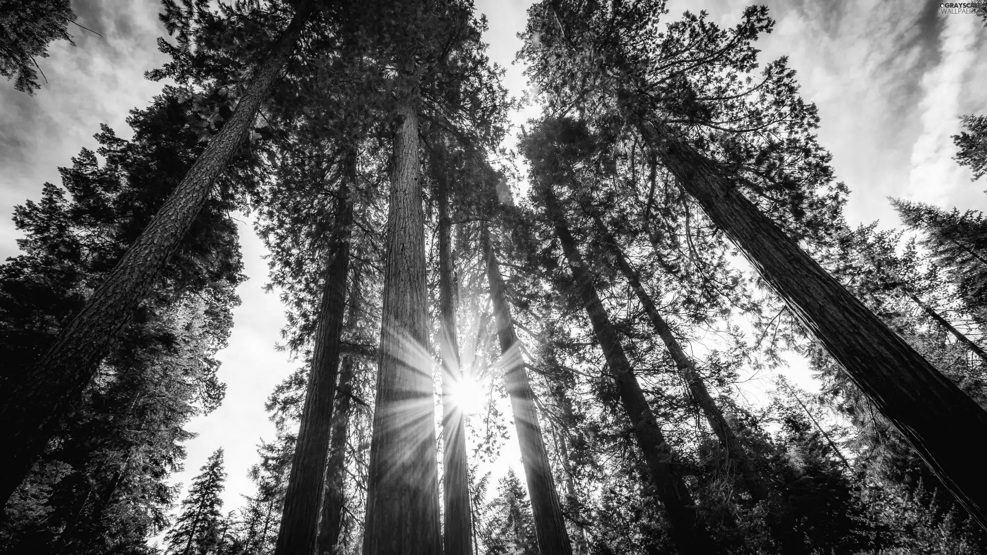 trees, Stems, sun, viewes