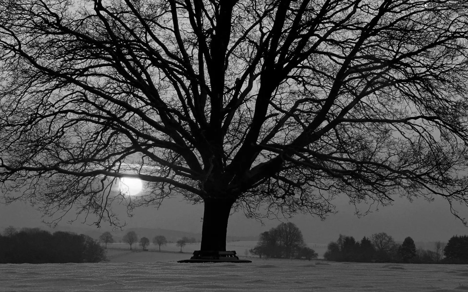 trees, west, sun, snow