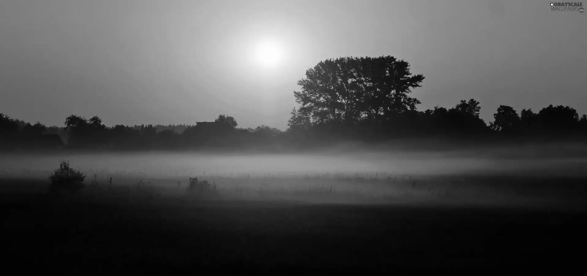 trees, west, sun, viewes