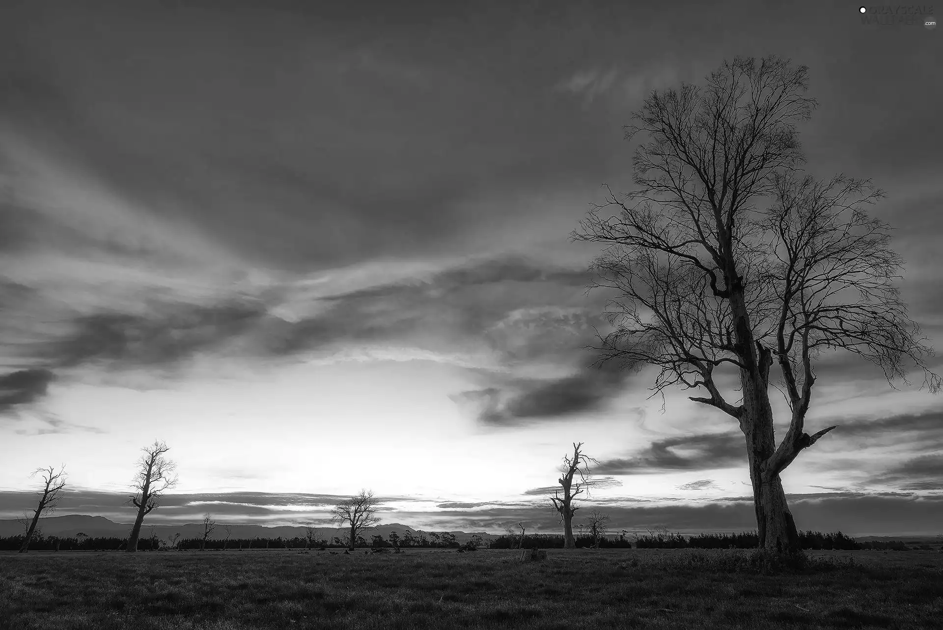 trees, west, sun, viewes