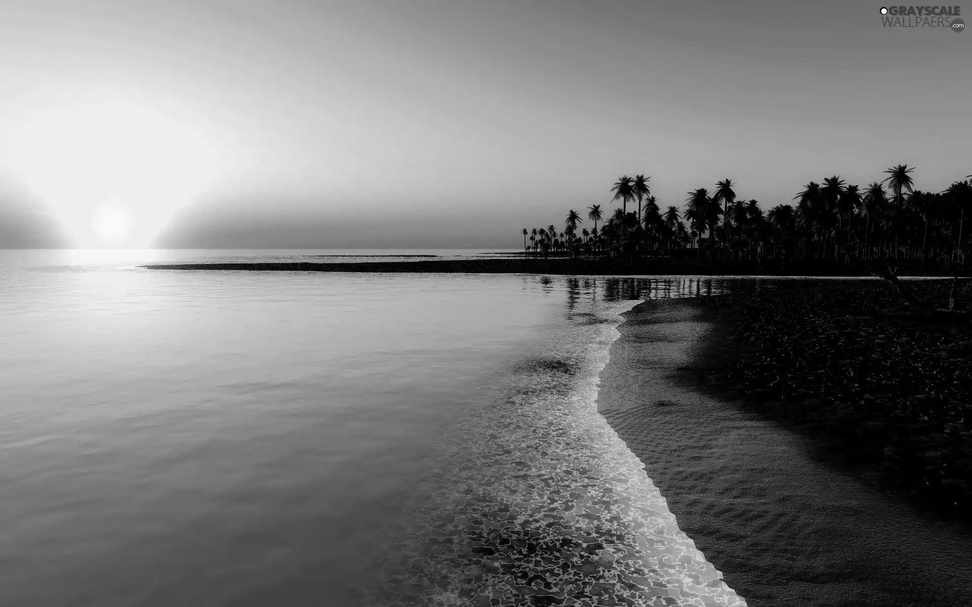 sun, Tropical, Palms, west, sea