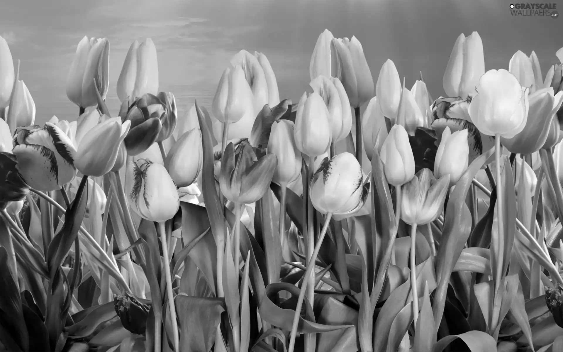 Tulips, rays, sun, Sky