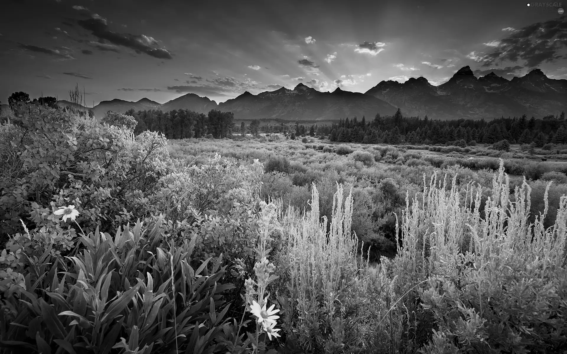 sun, VEGETATION, woods, west, Mountains