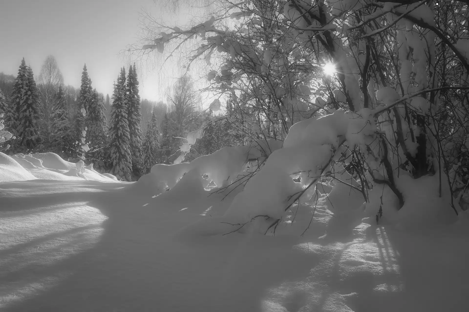 glamour, snow, viewes, sun, winter, trees, Bush