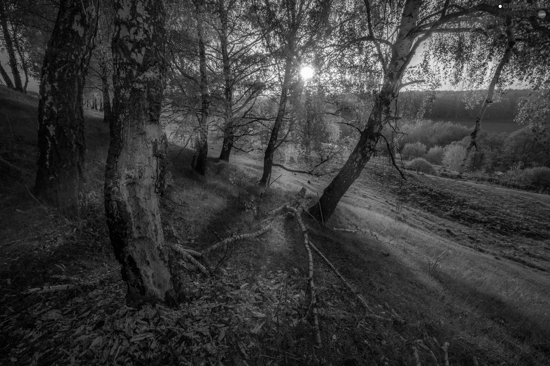 Hill, sun, viewes, birch, trees
