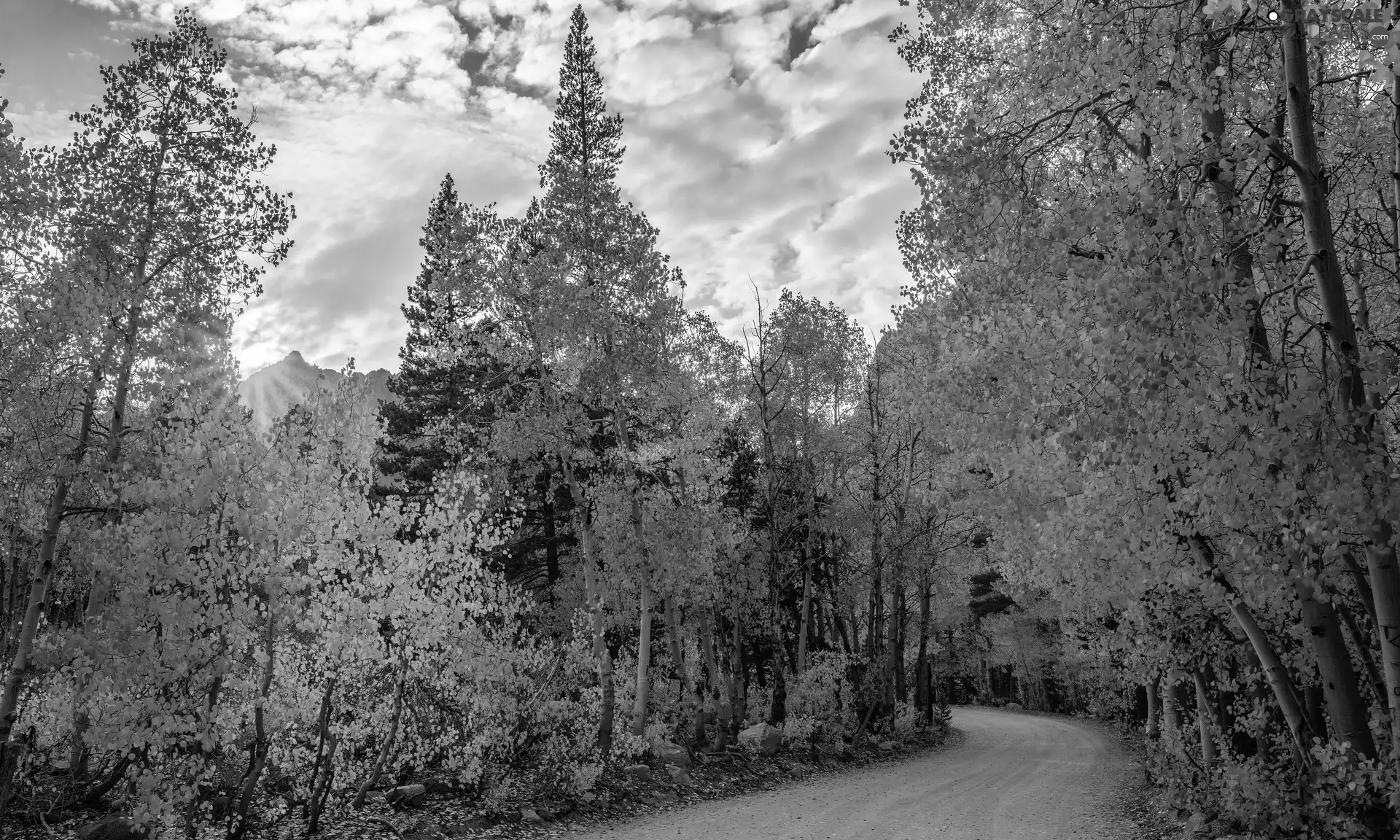 trees, autumn, birch, sun, viewes, Way
