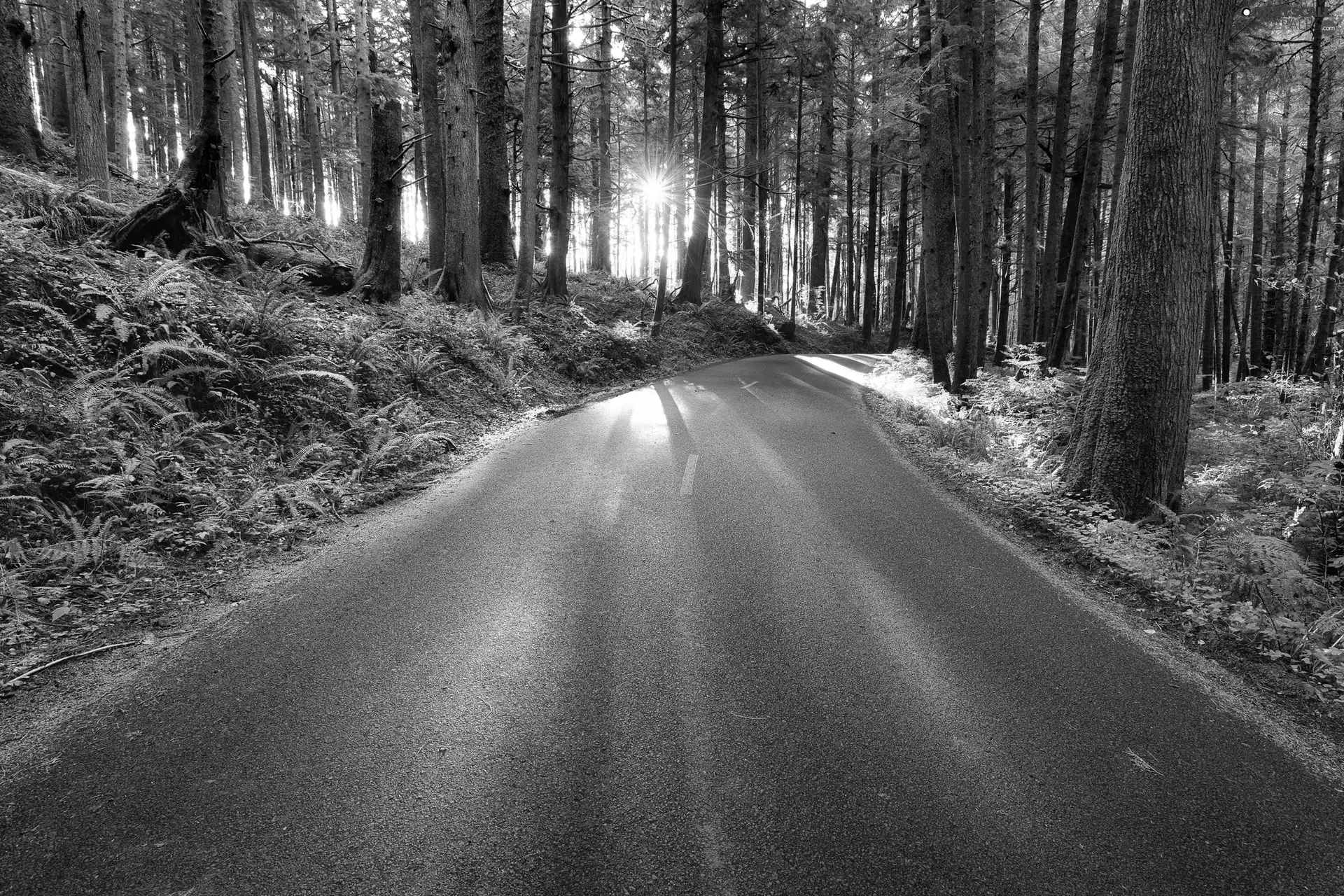 Way, rays, sun, forest