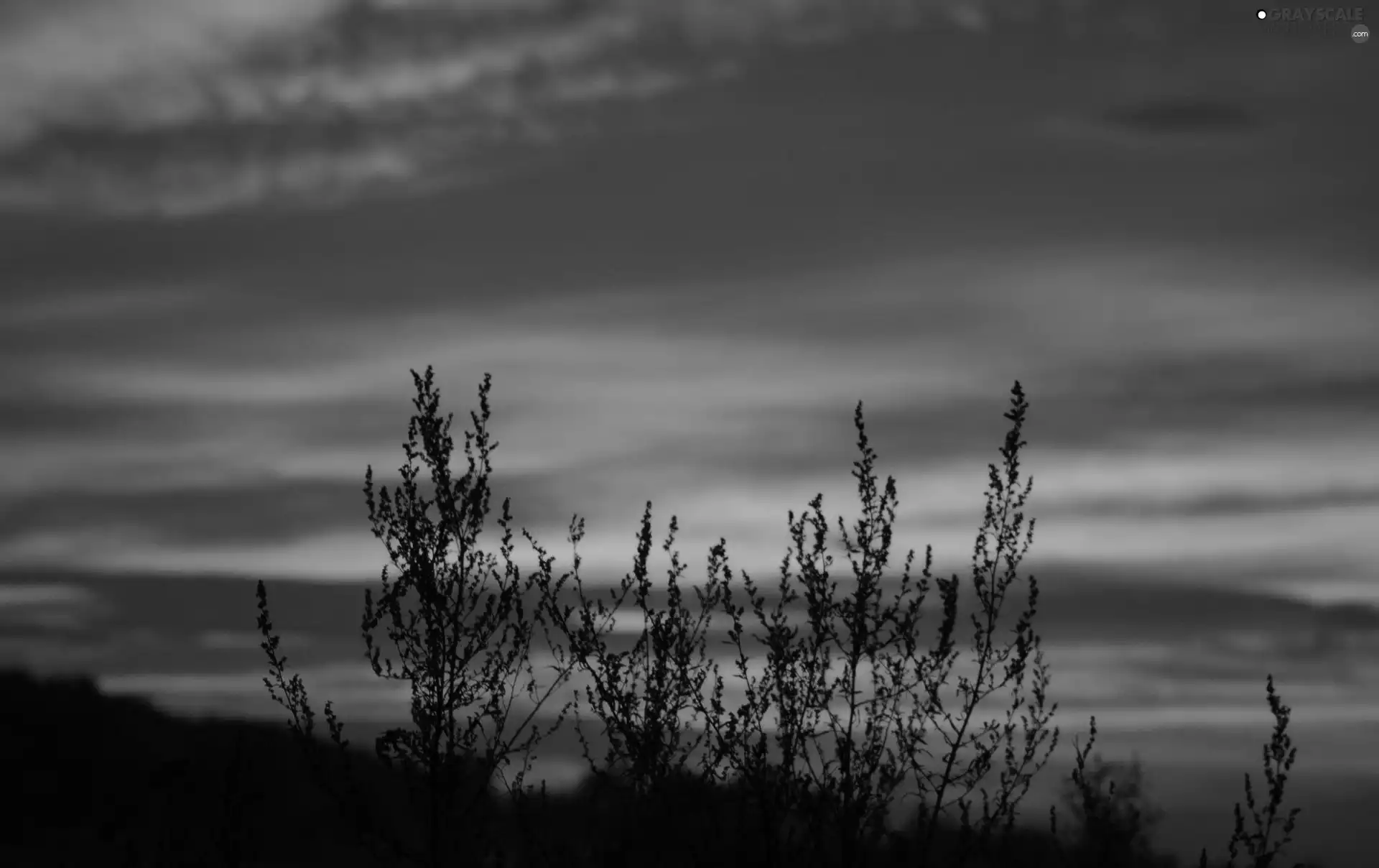 sun, Bush, west