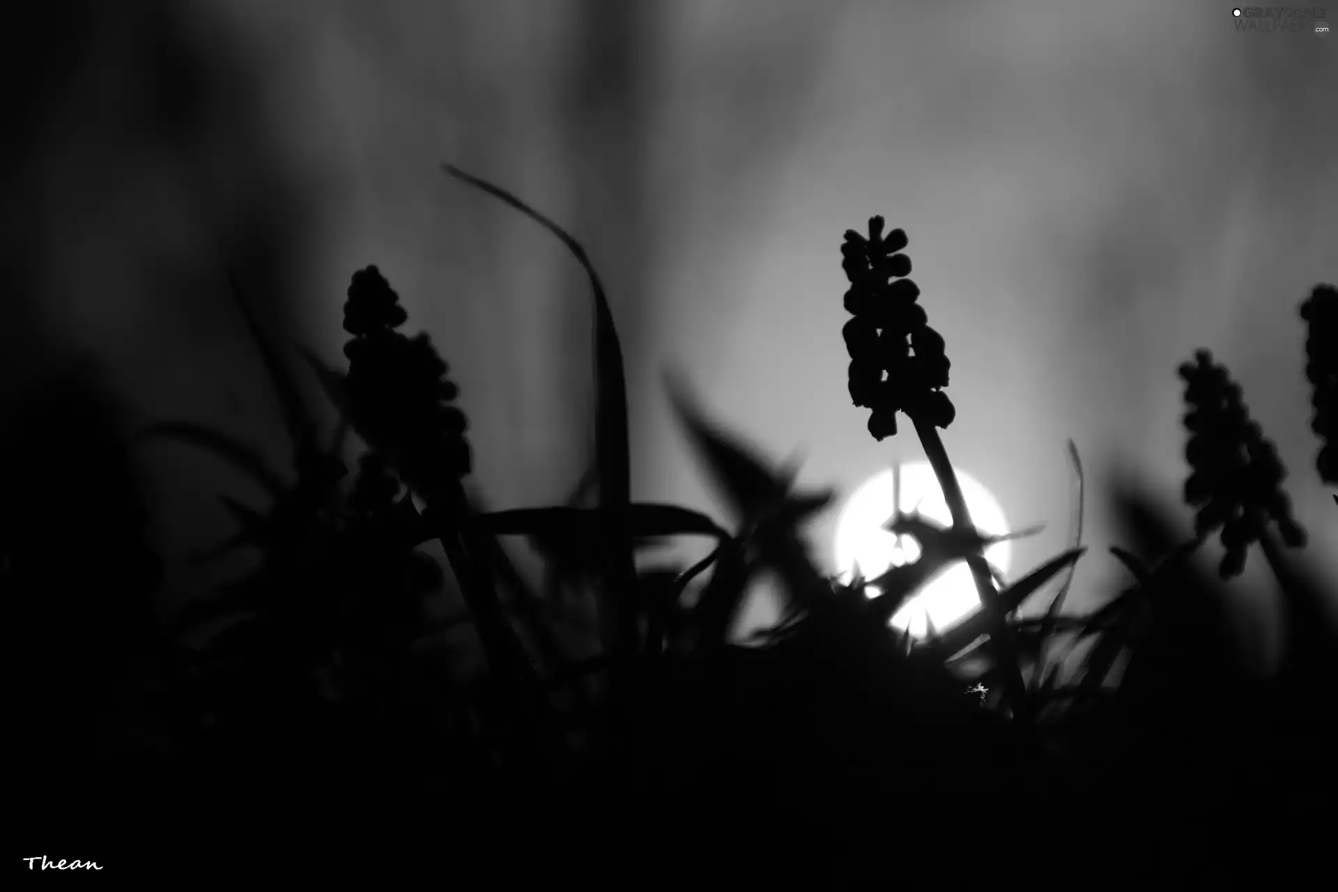 sun, Muscari, west