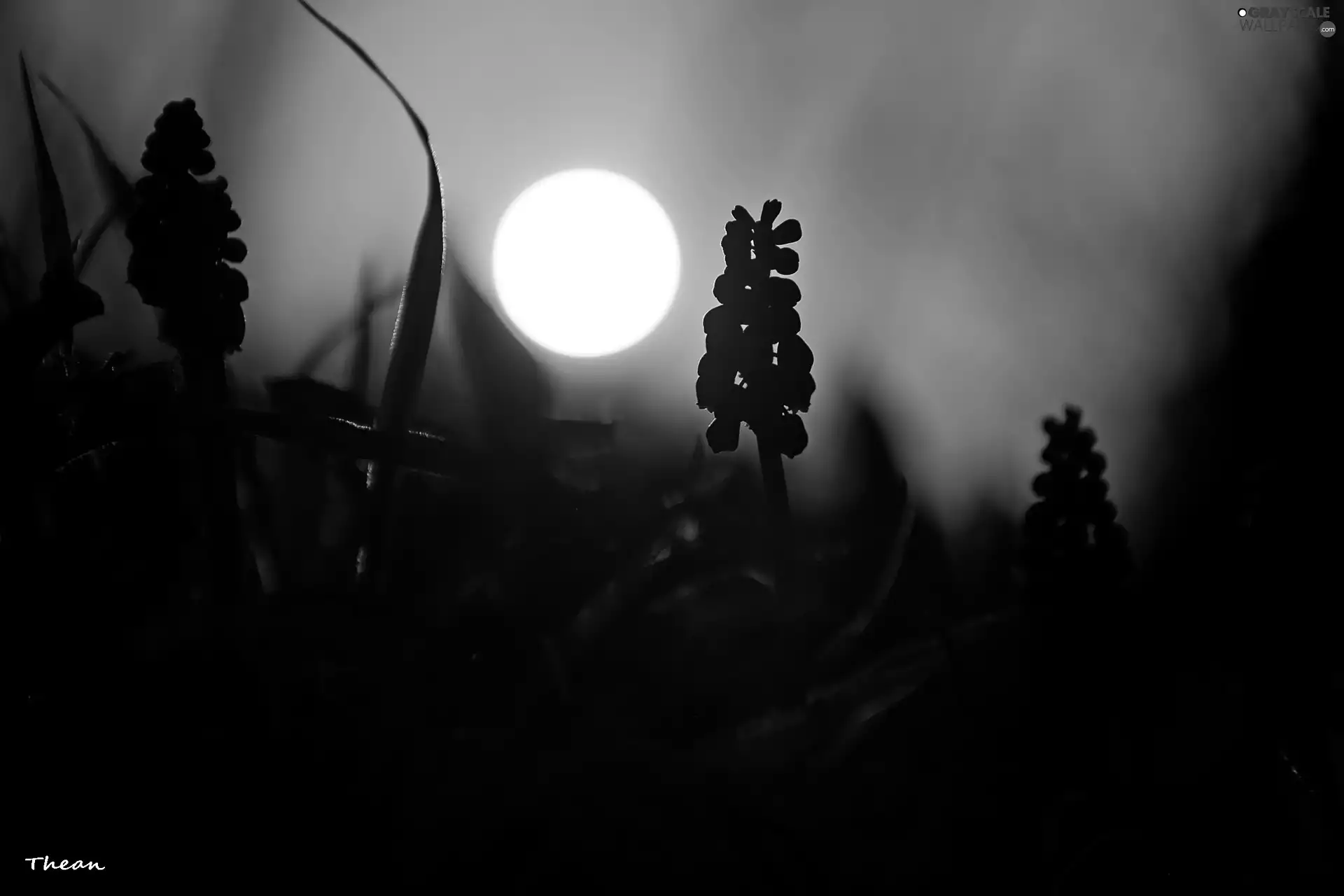 sun, Muscari, west