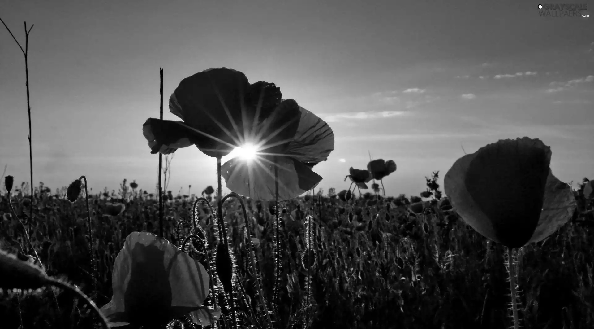 sun, papavers, west