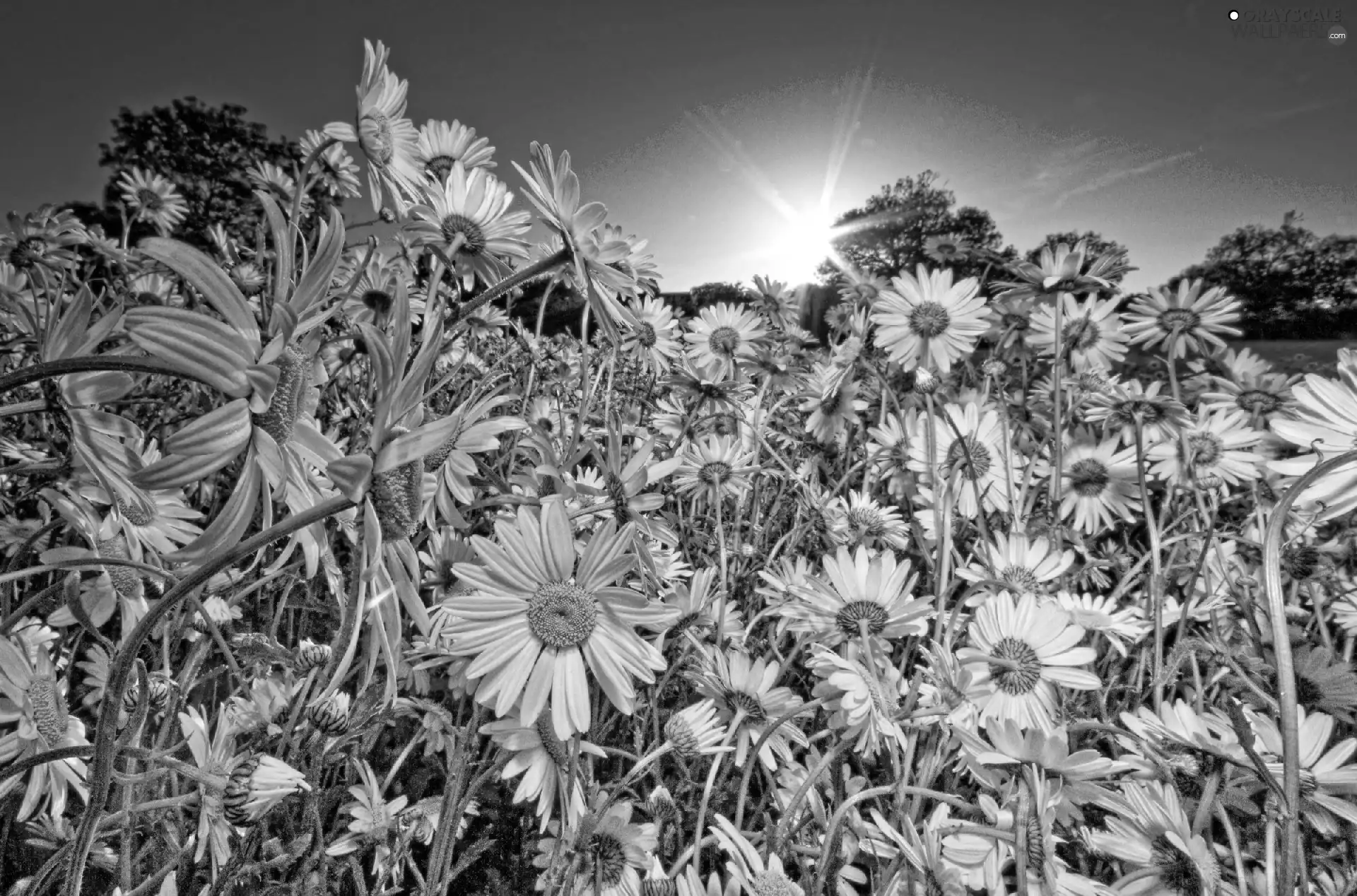 White, rays, sun, Flowers