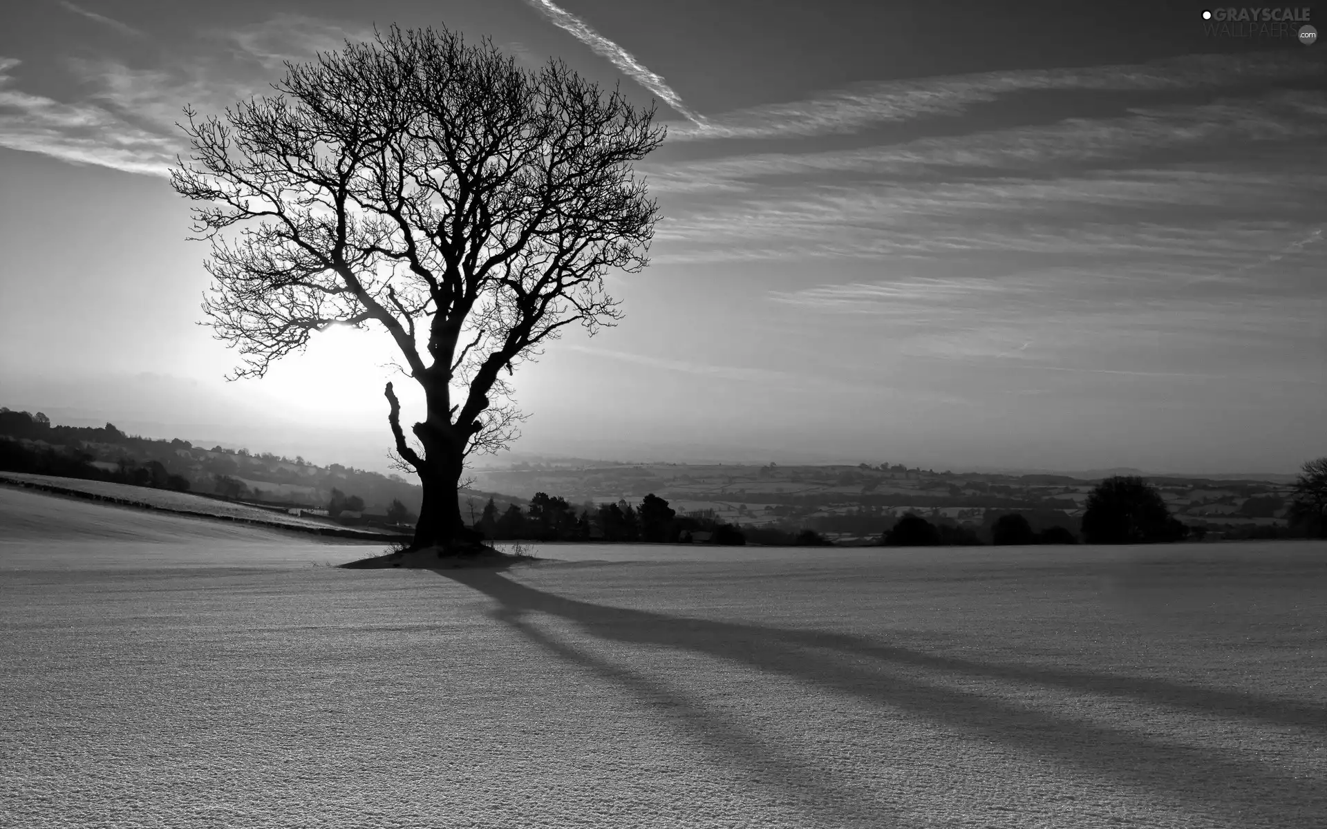 woods, trees, sun, winter, east, field