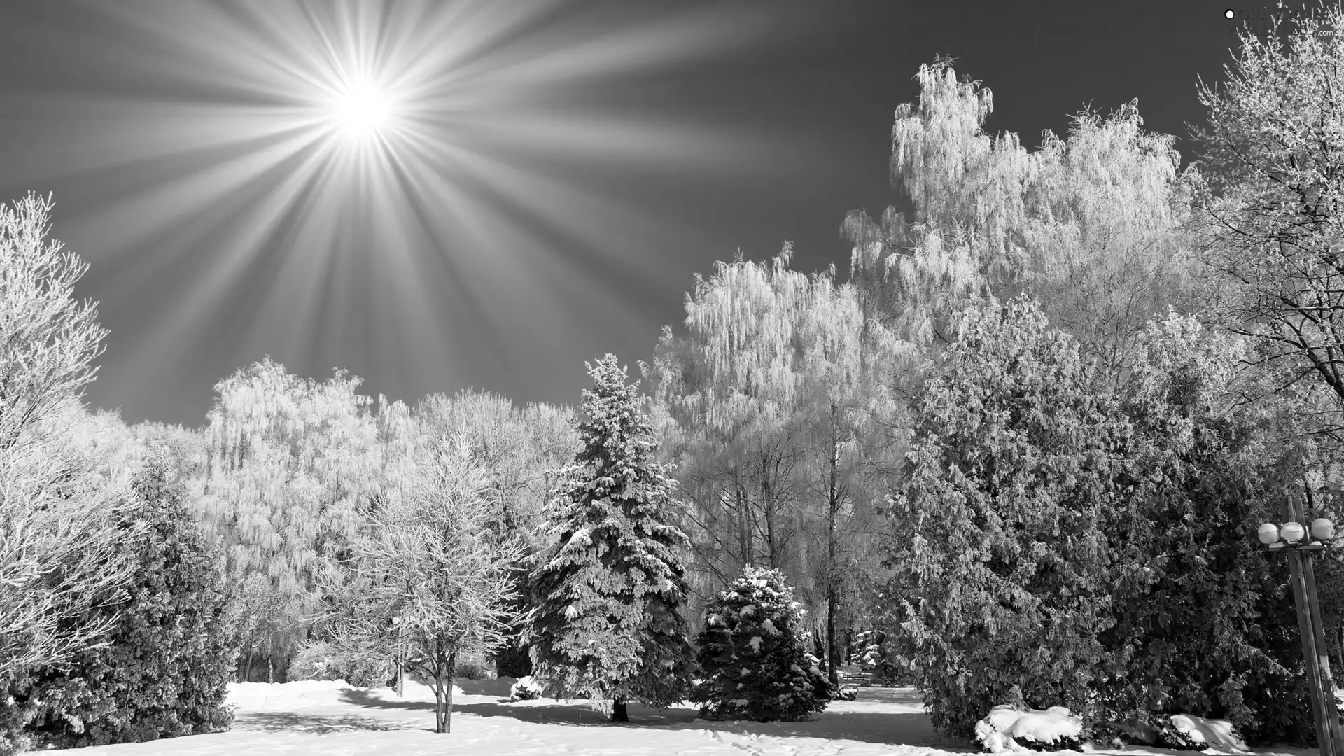 viewes, Park, sun, winter, rays, trees