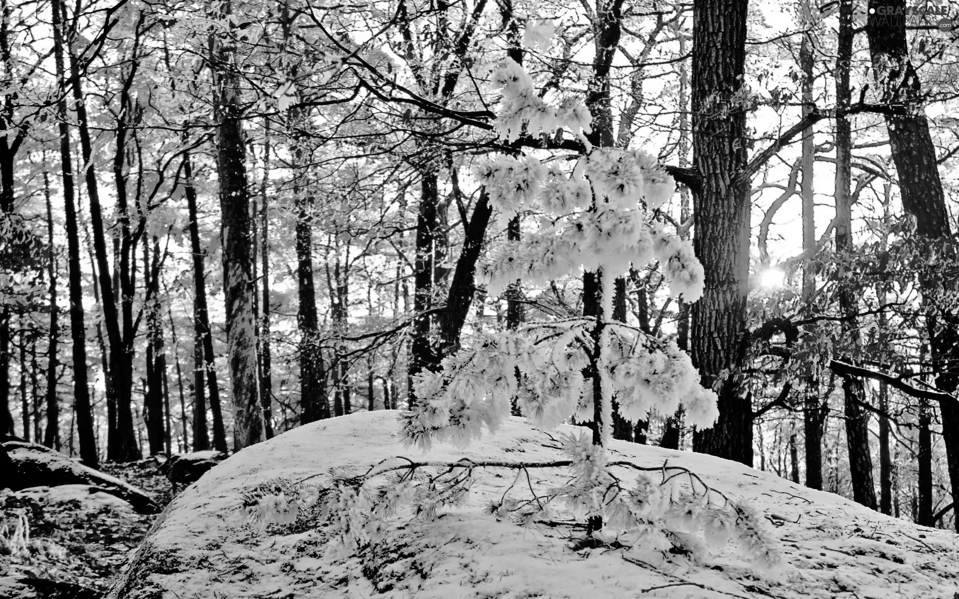 winter, snow, sun, forest