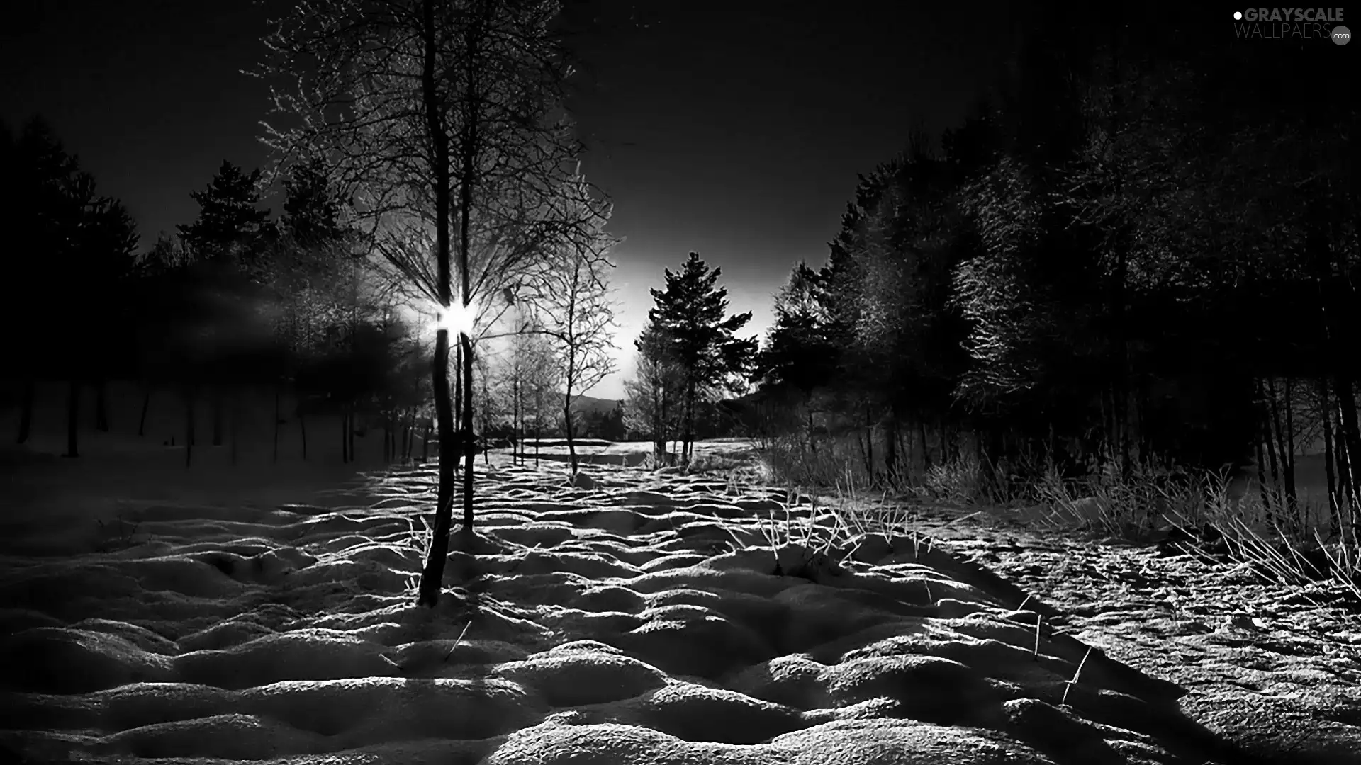 viewes, Park, sun, winter, west, trees