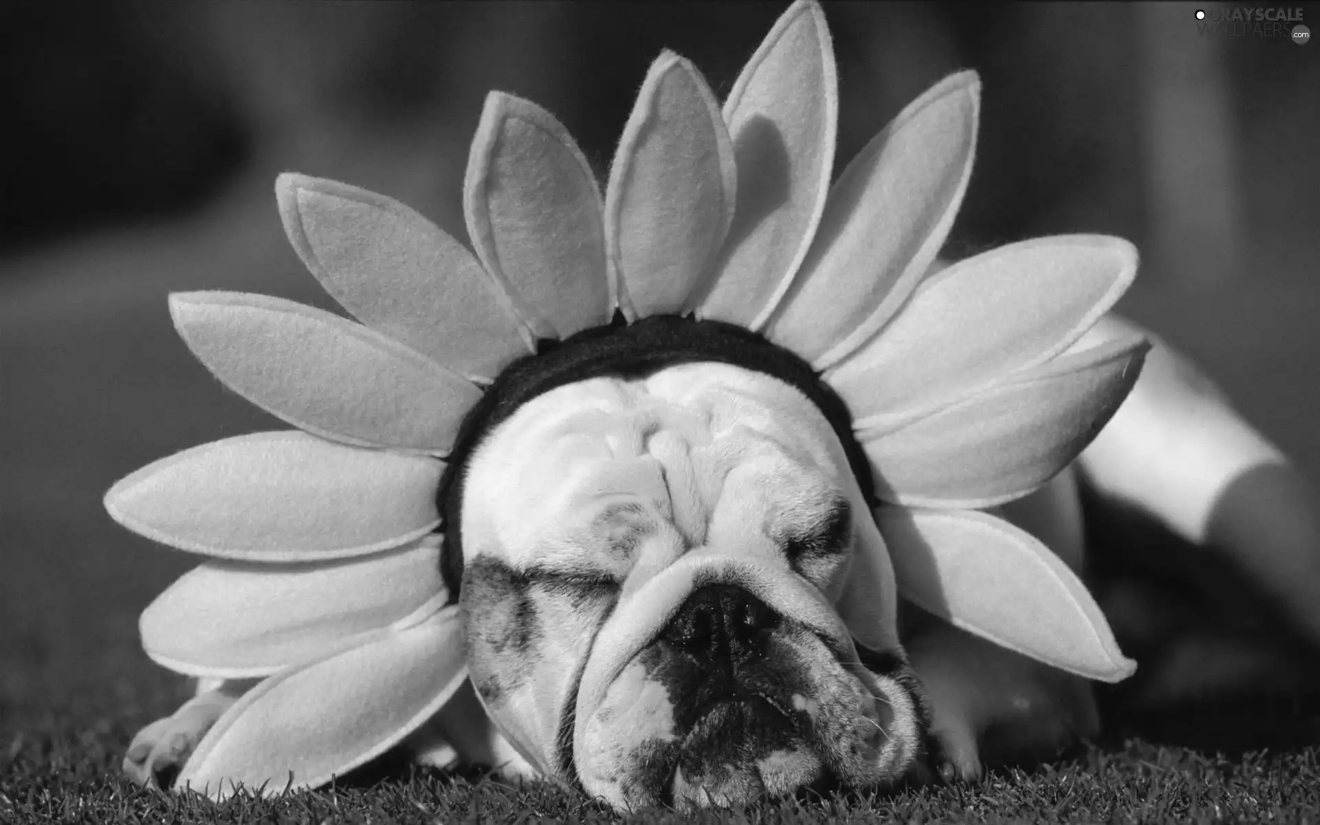 Sunflower, dog, Band