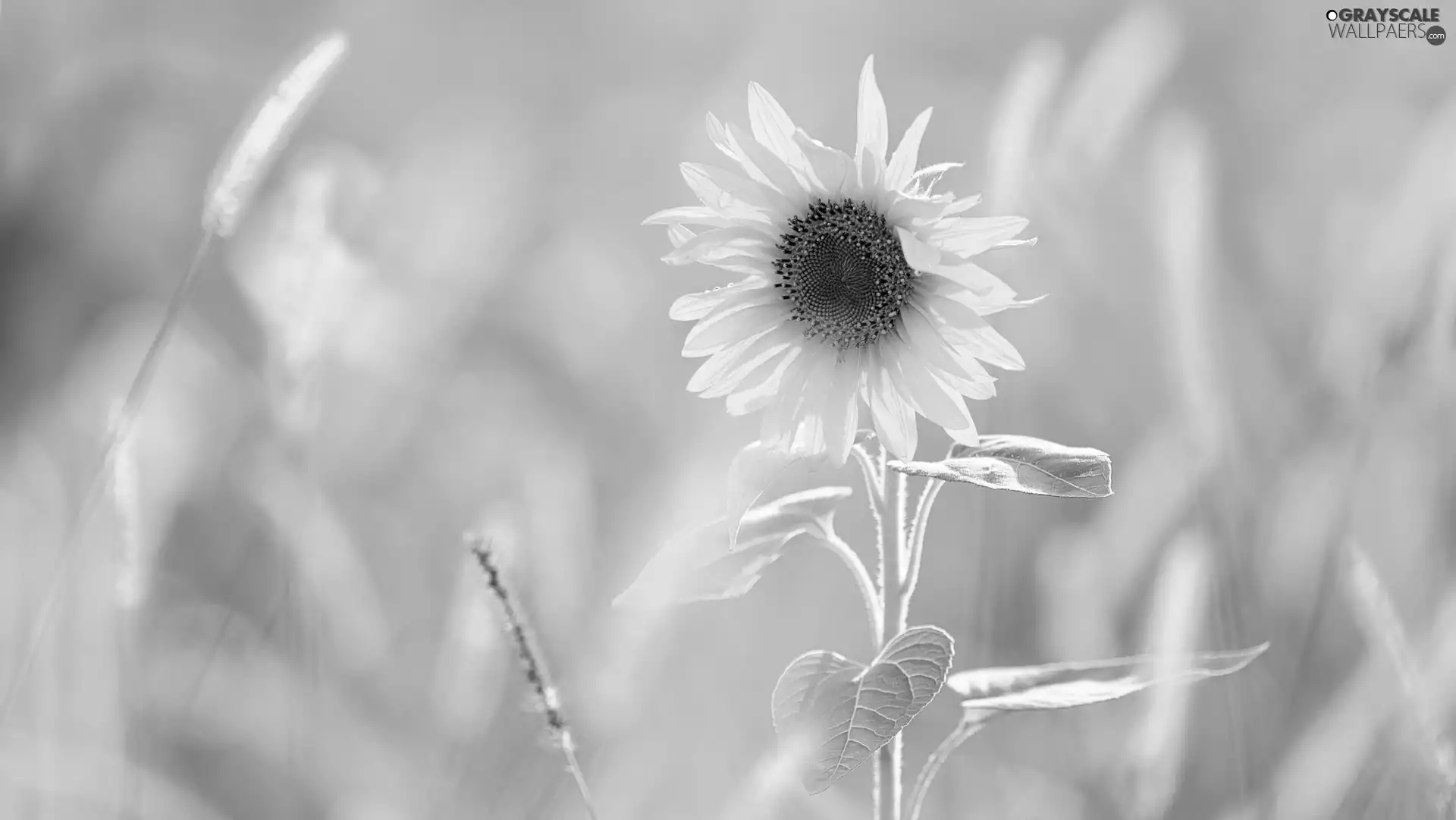 blur, Colourfull Flowers, Sunflower