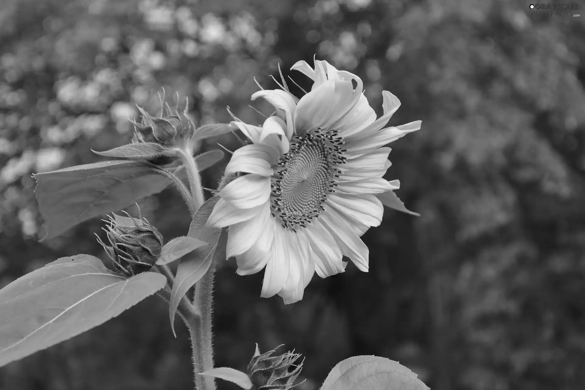 Buds, Colourfull Flowers, Sunflower