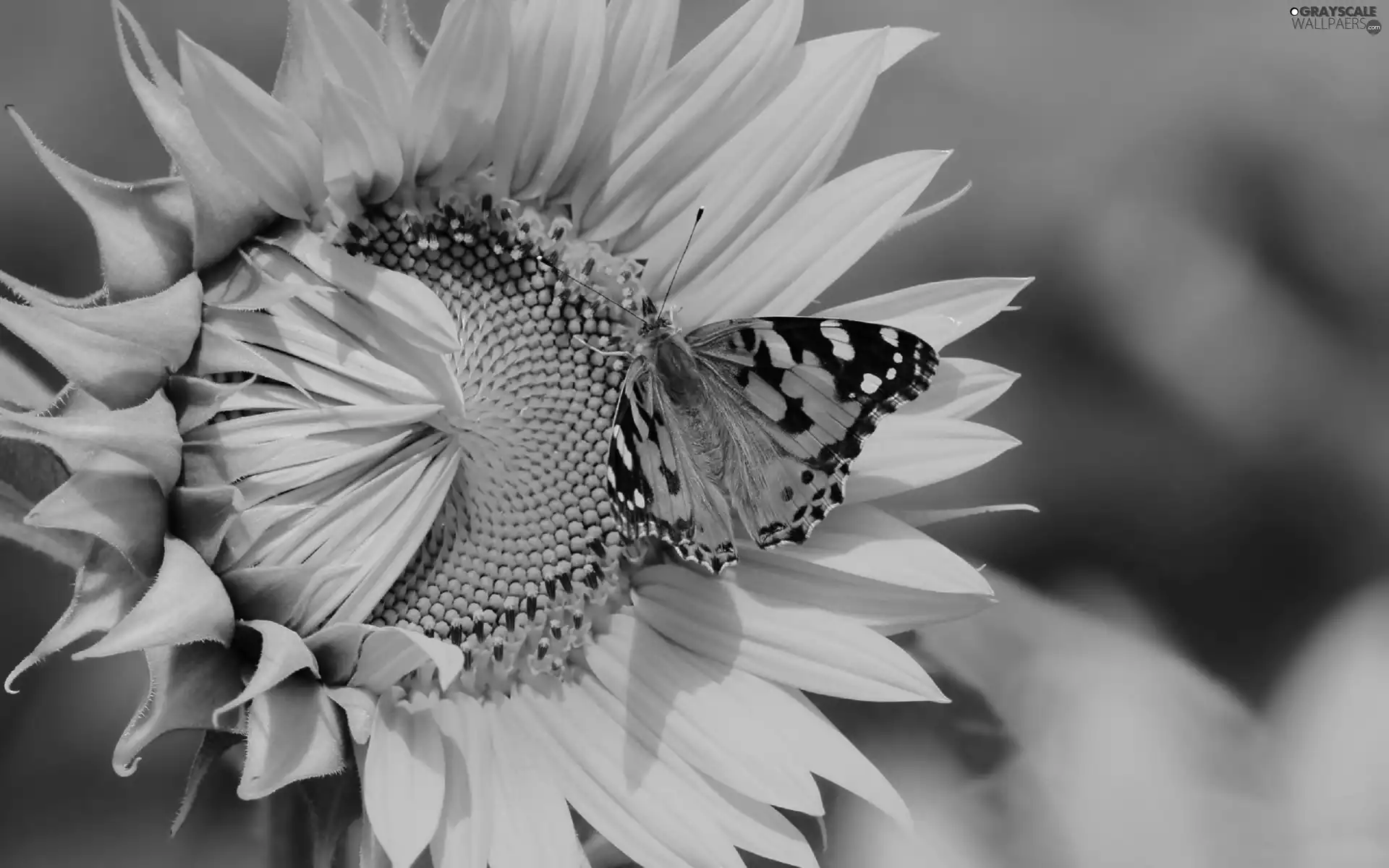 butterfly, Sunflower