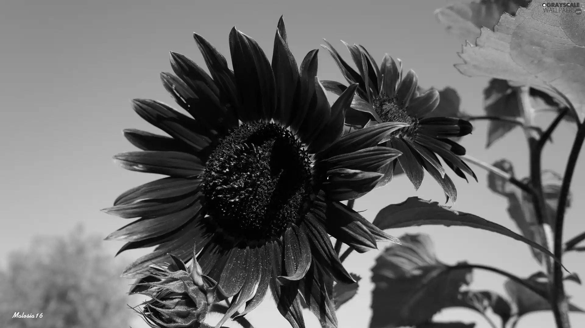 Sunflower decorative