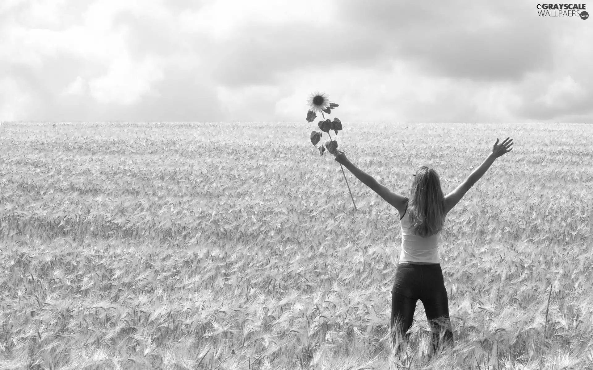 Field, girl, Sunflower, corn