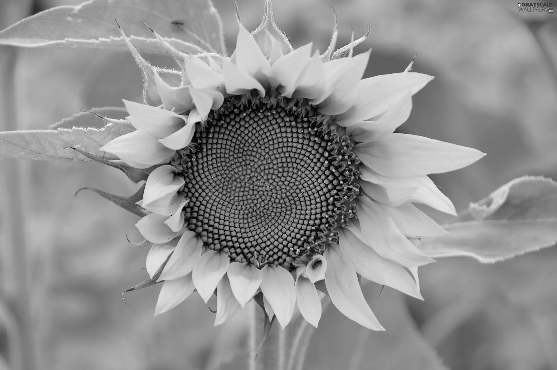 flower, Sunflower