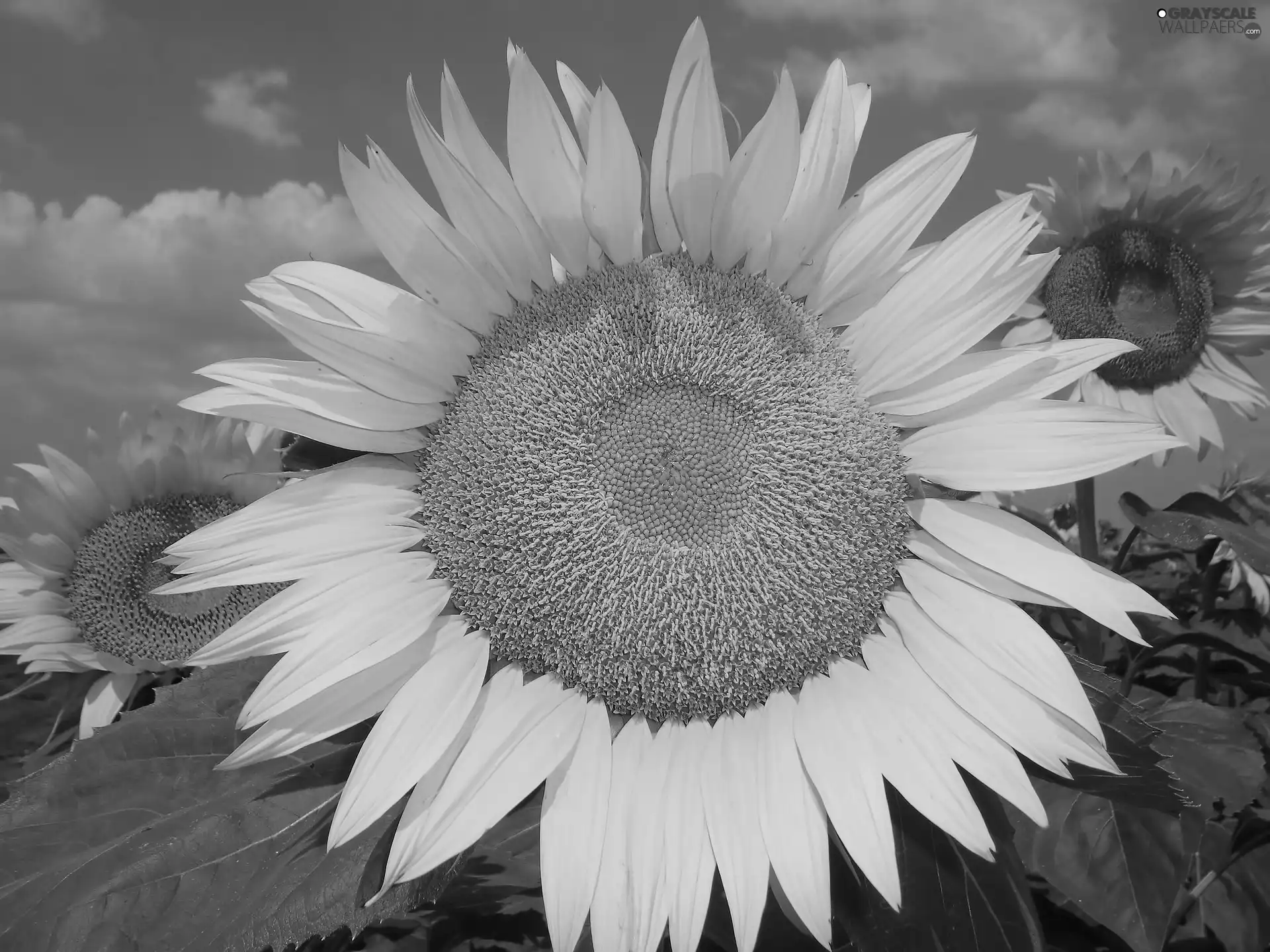 Colourfull Flowers, Yellow, Sunflower