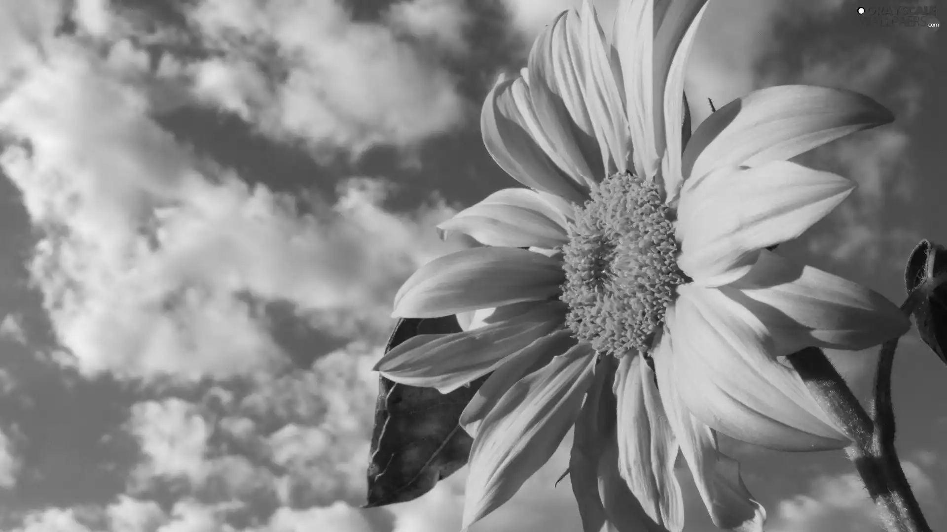 Sunflower, blue, Sky