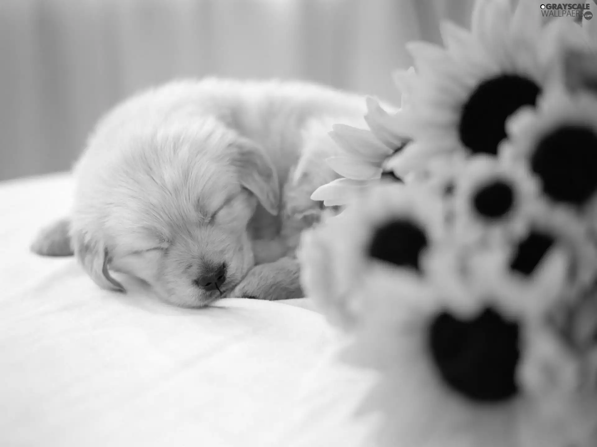 small, Flowers, sunflower, puppie