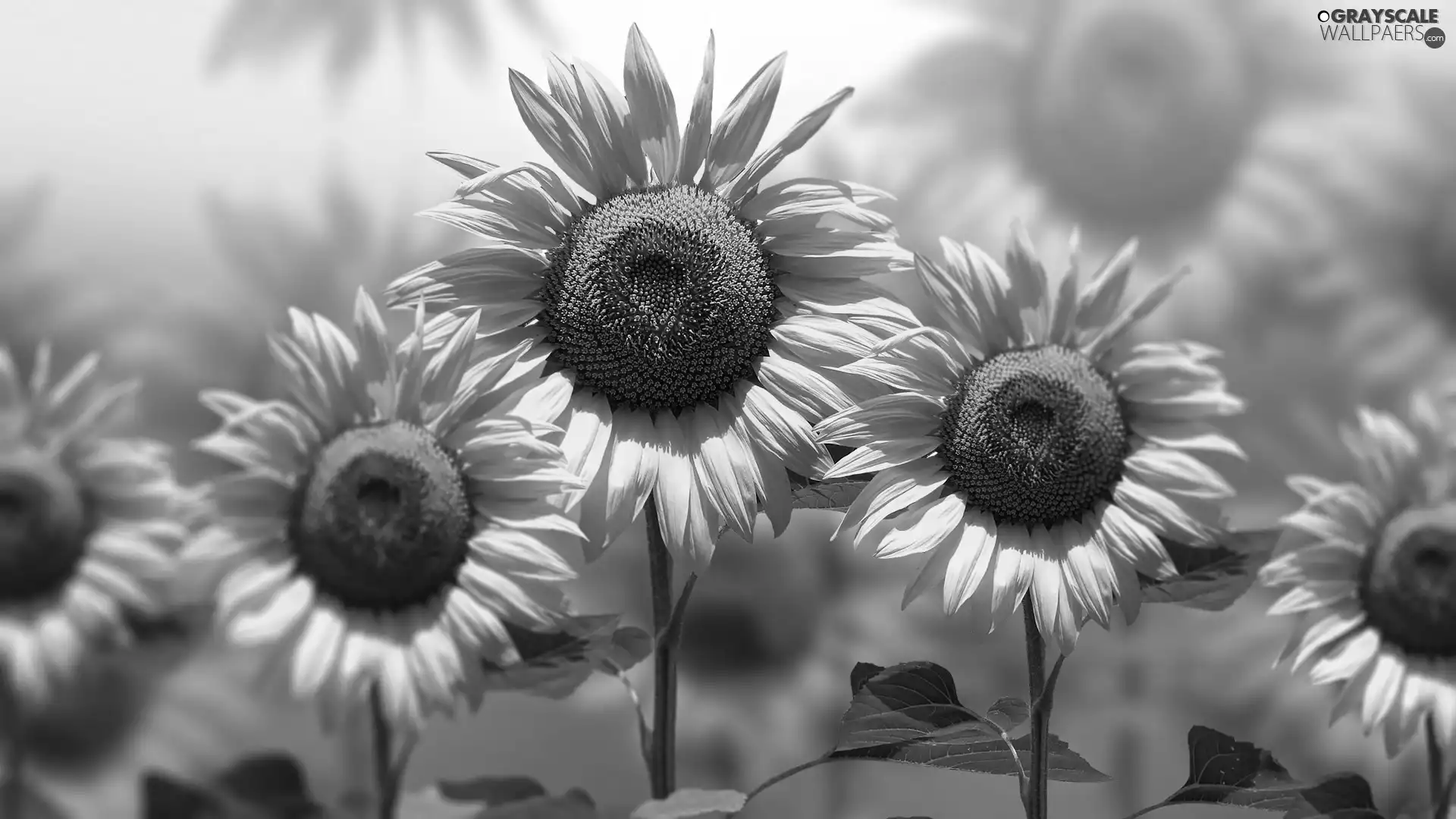 Nice sunflowers, 2D Graphics, Flowers