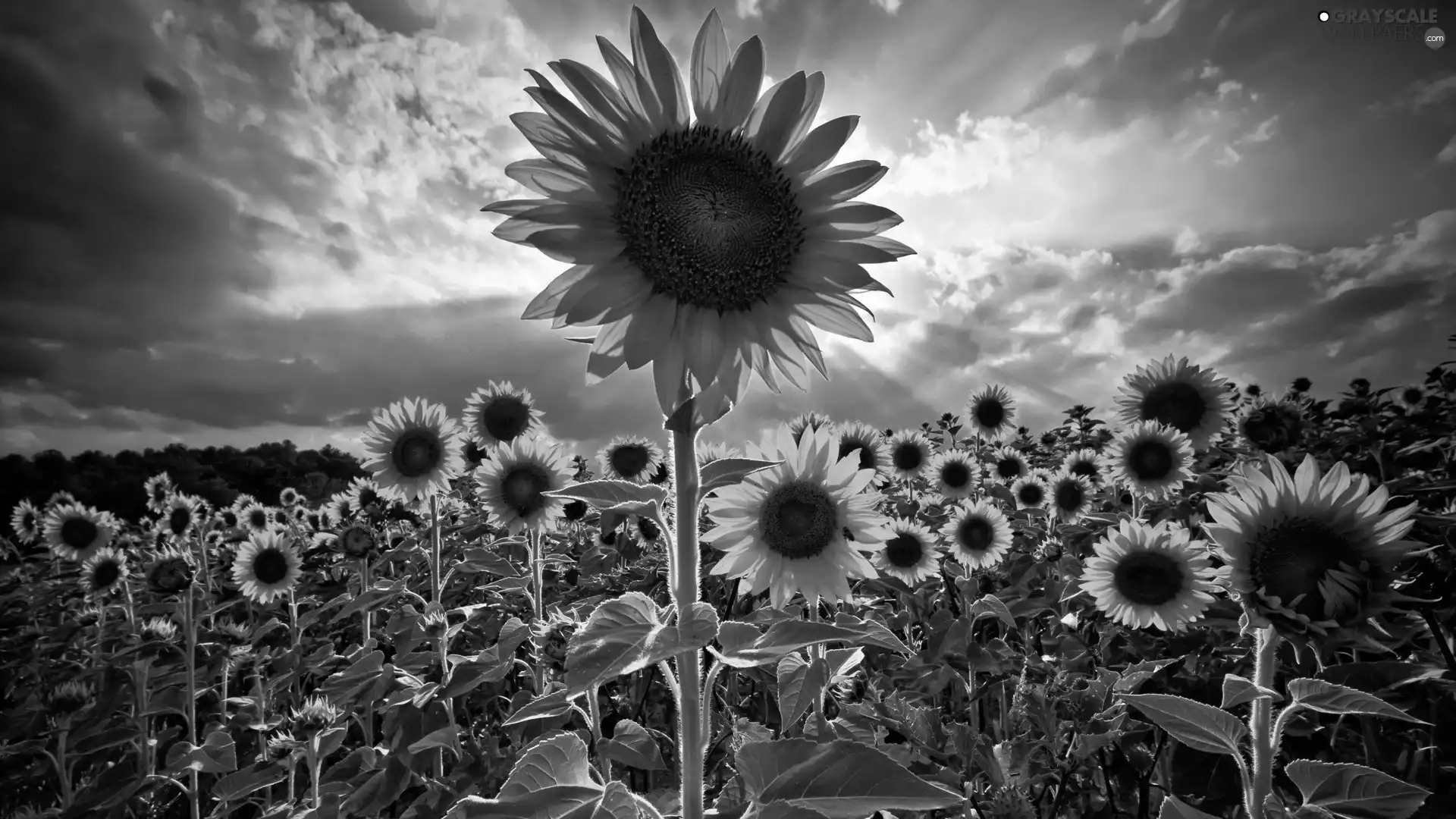 Field, sunflowers
