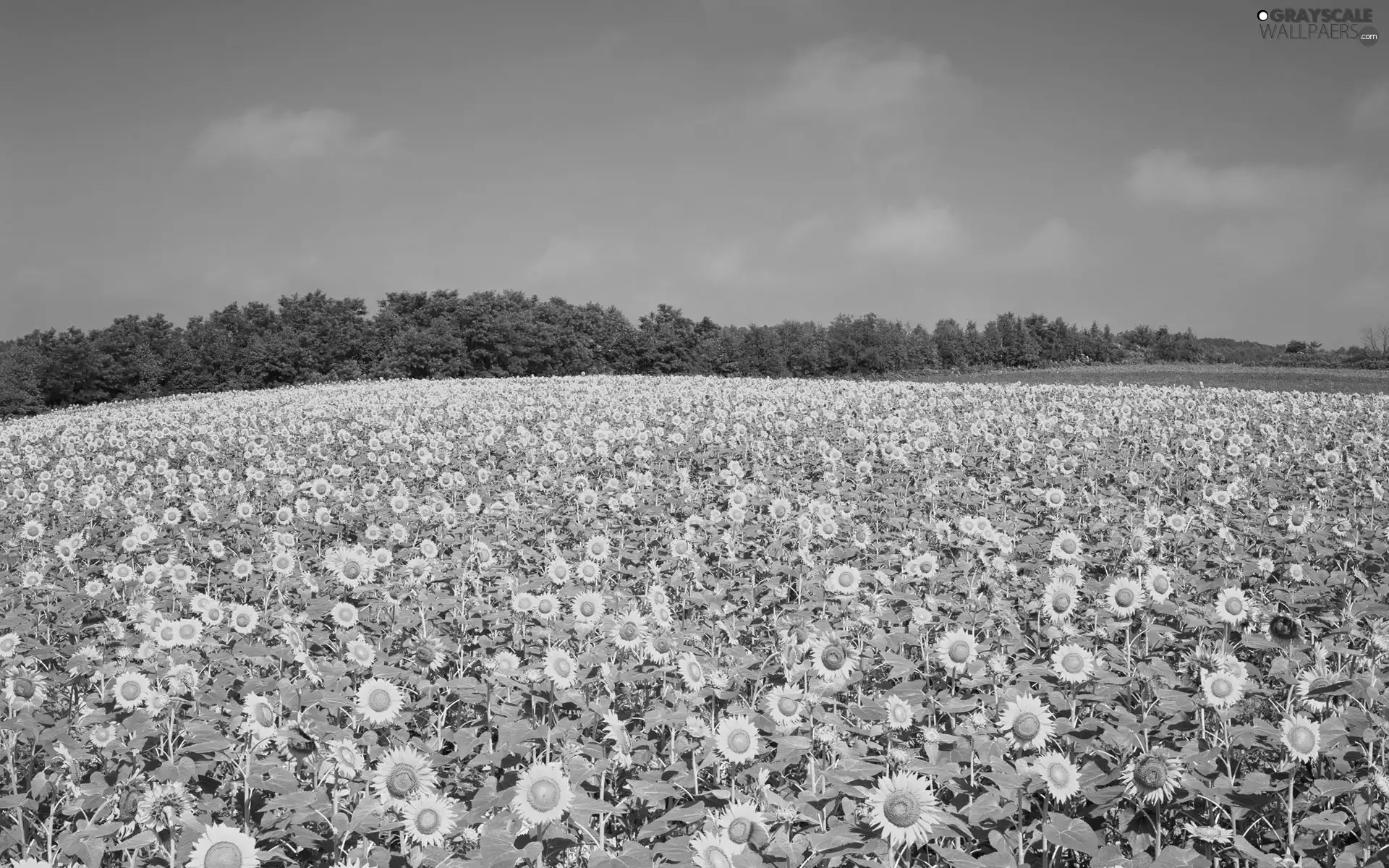 Field, sunflowers