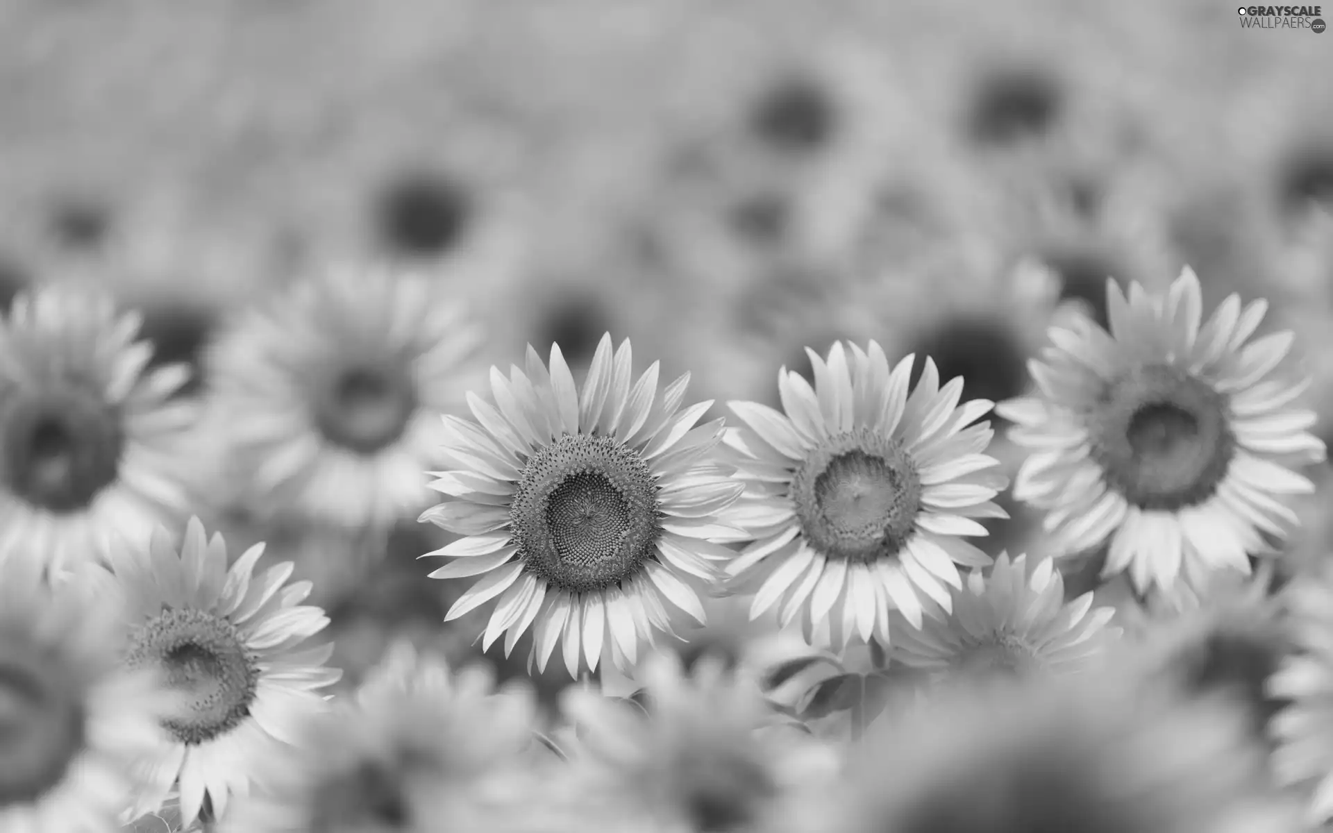 Flowers, sunflowers