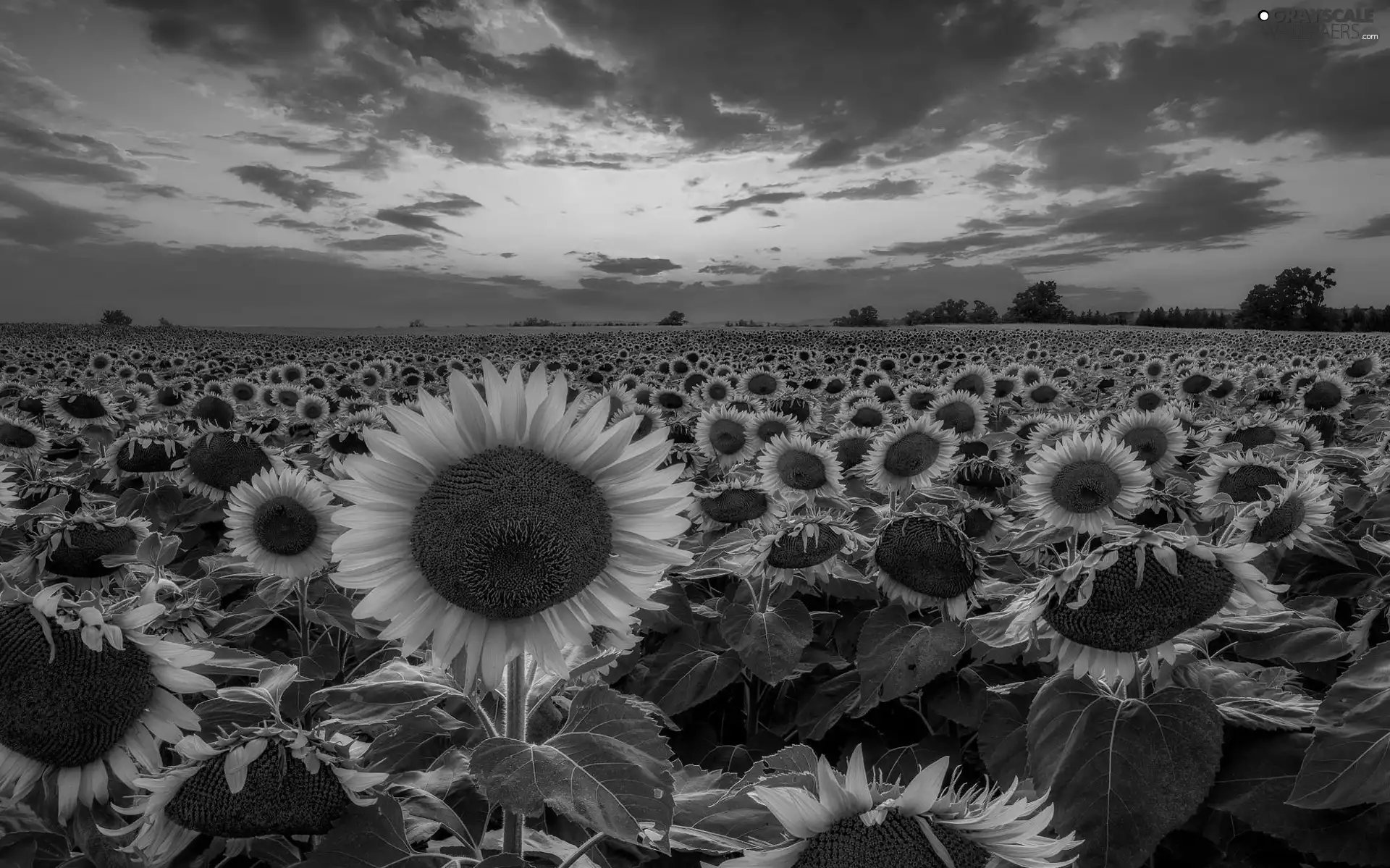 trees, Field, Great Sunsets, clouds, viewes, Nice sunflowers